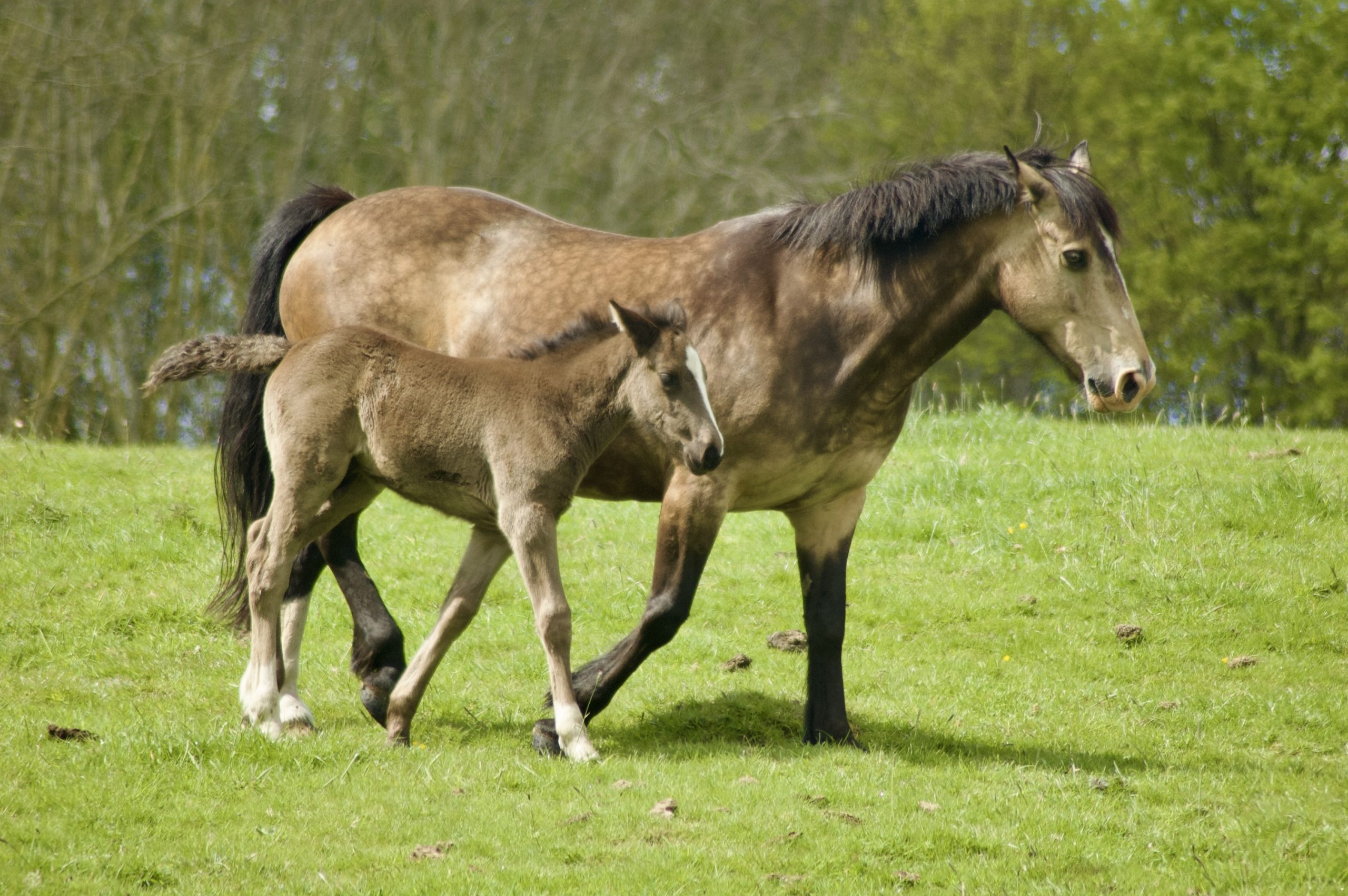 Mare & Foul