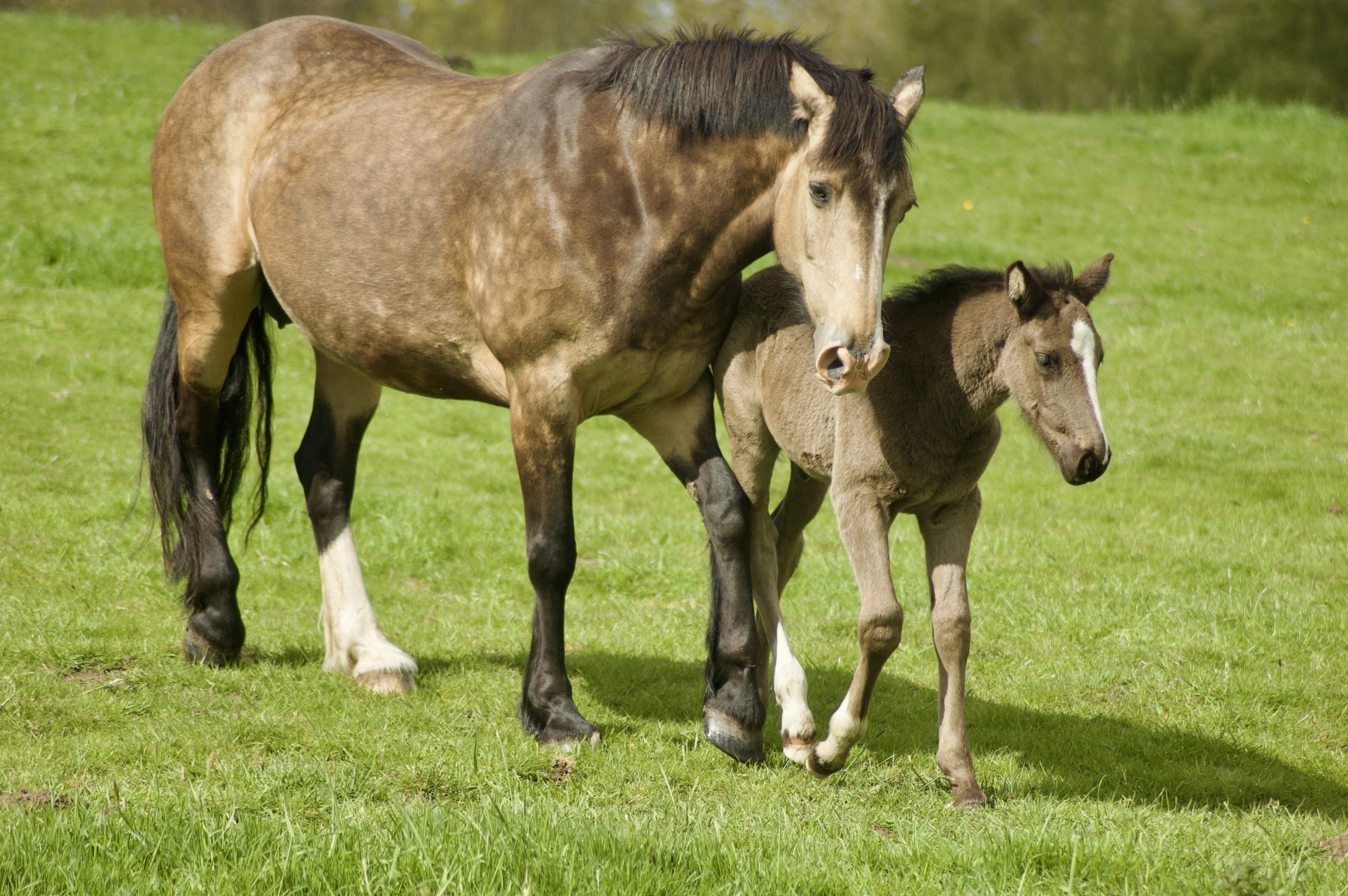 Mare & Foul