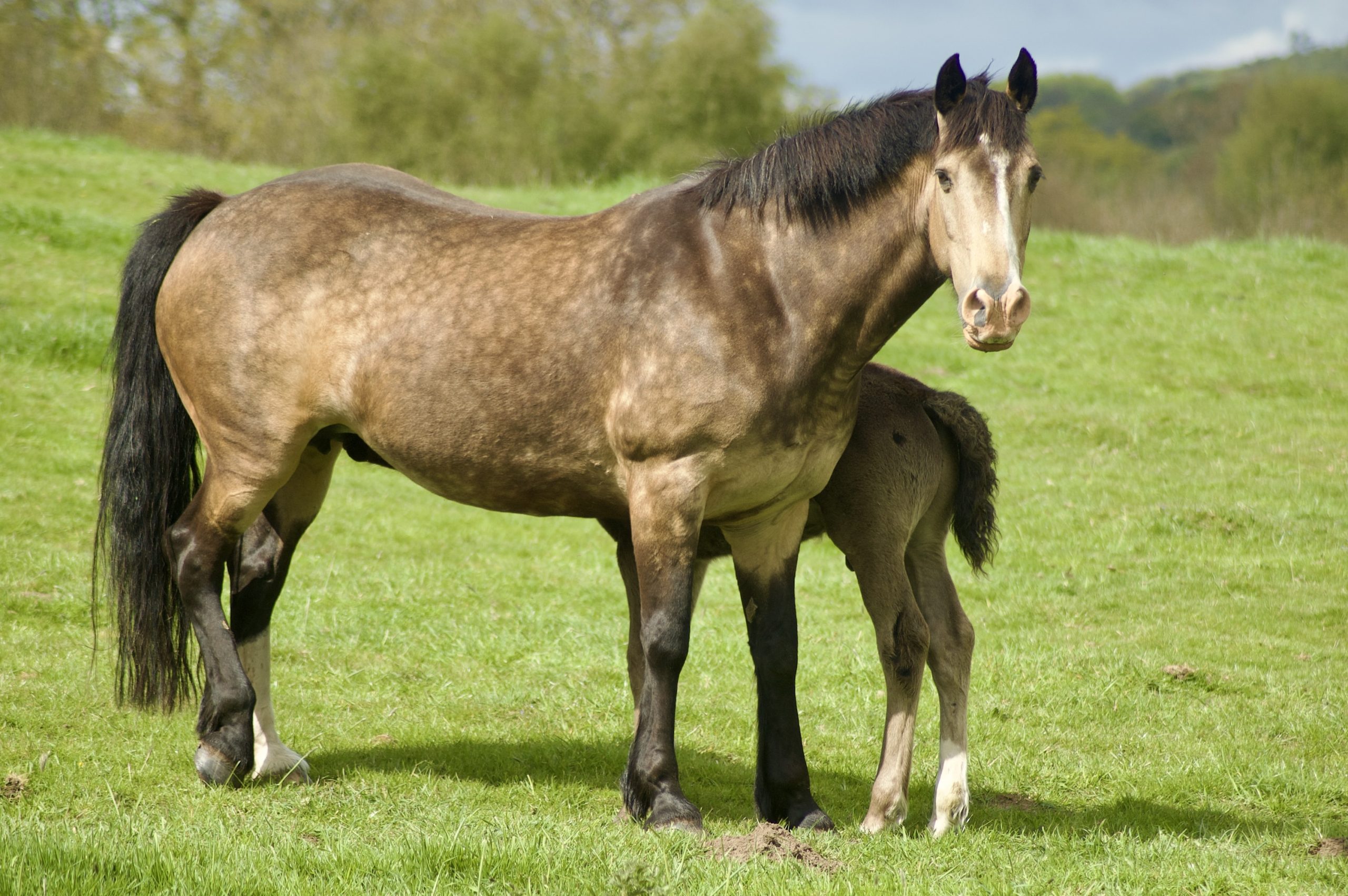Mare & Foul