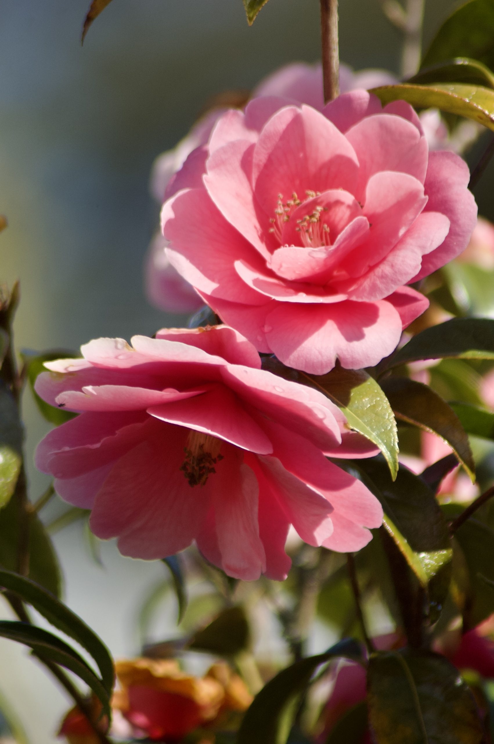 Camellia
