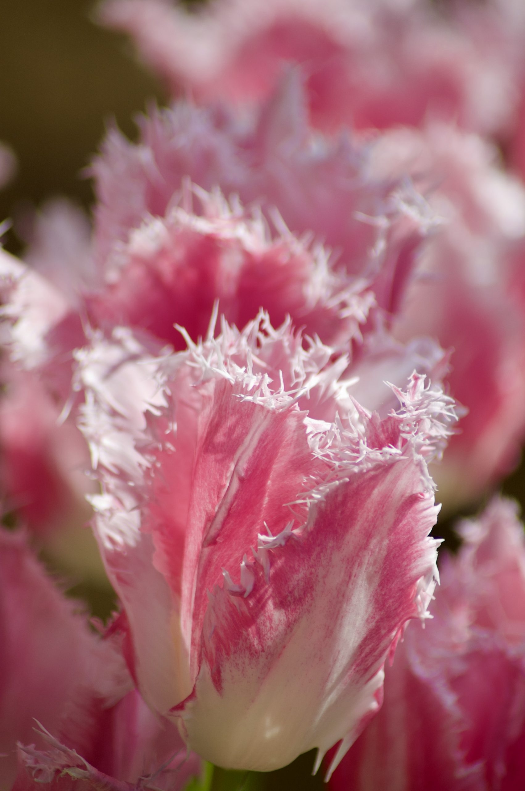 Tulipa “Queensland”
