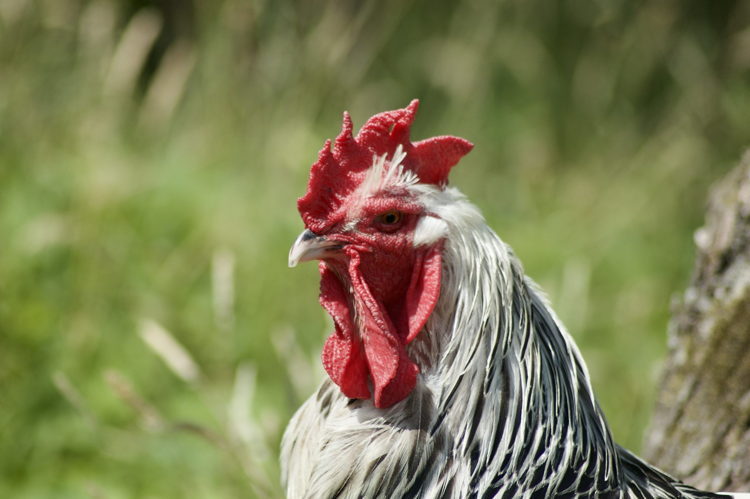 Light Sussex Cockerel