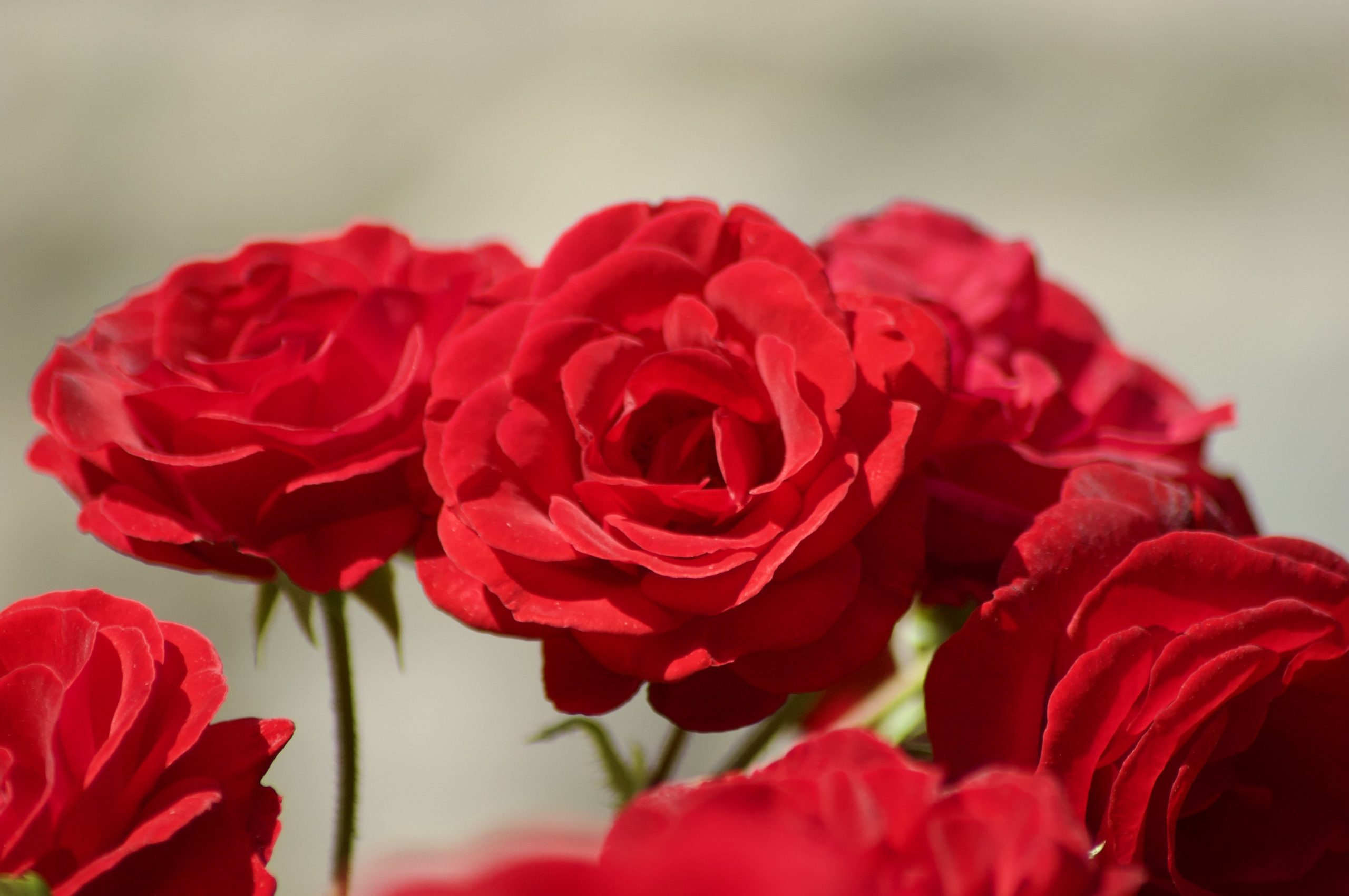 Red Roses