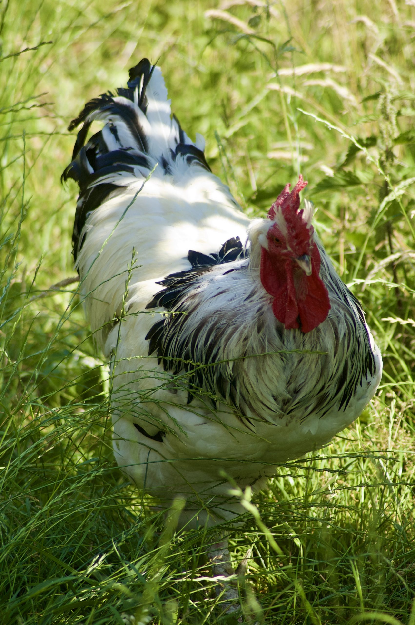 Light Sussex Cockerel