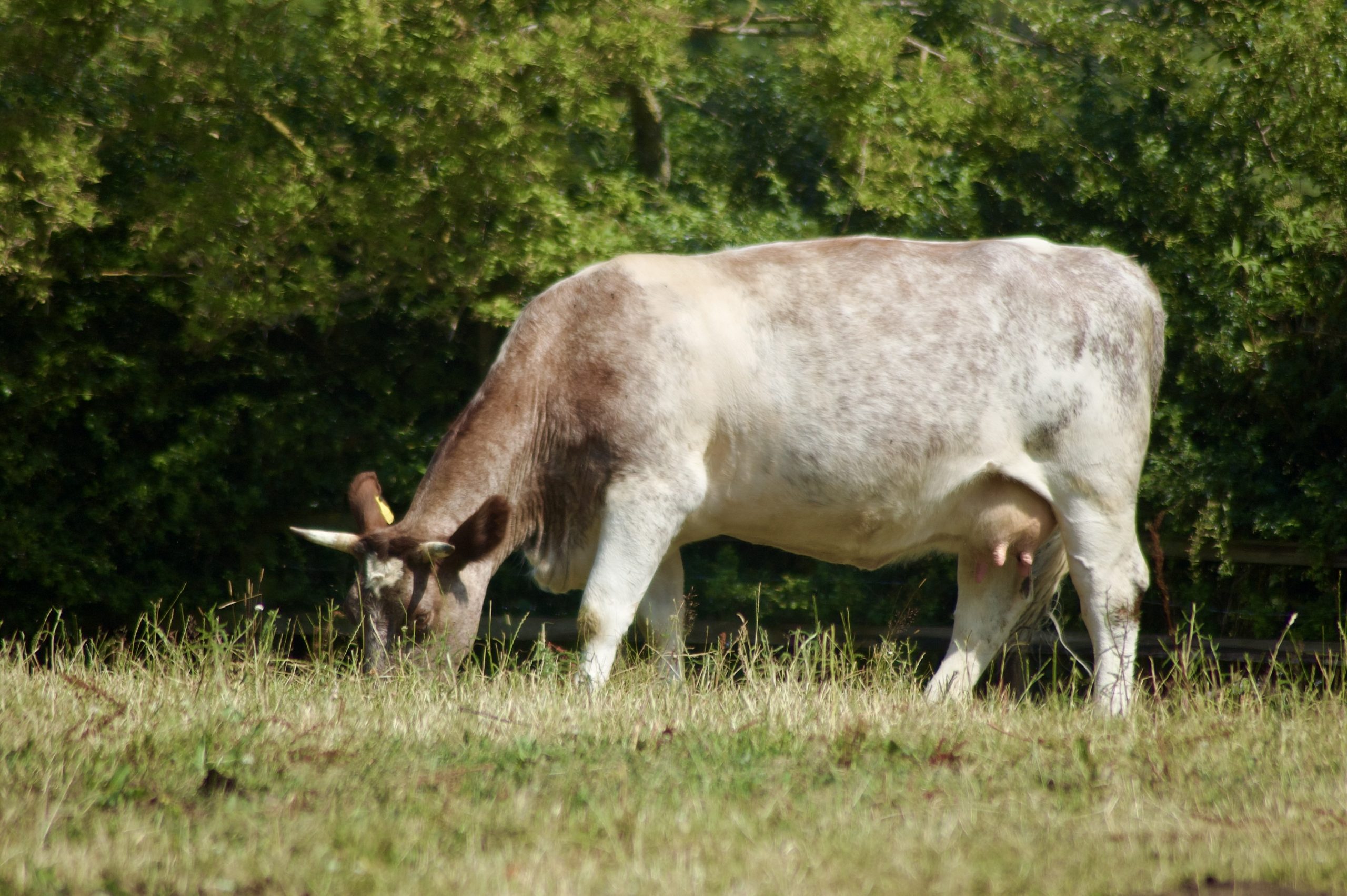 Shorthorn Cow