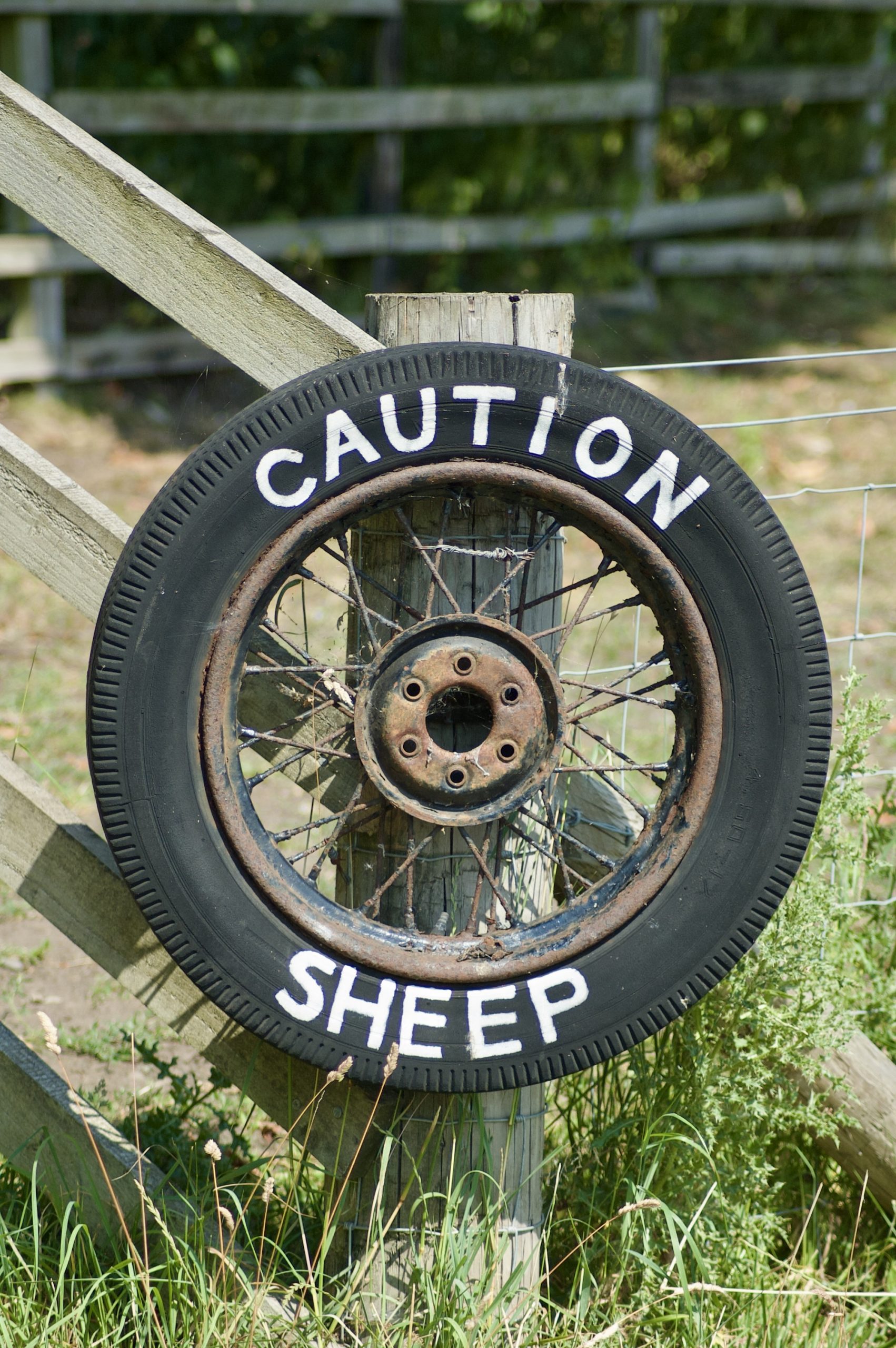 Caution: Sheep