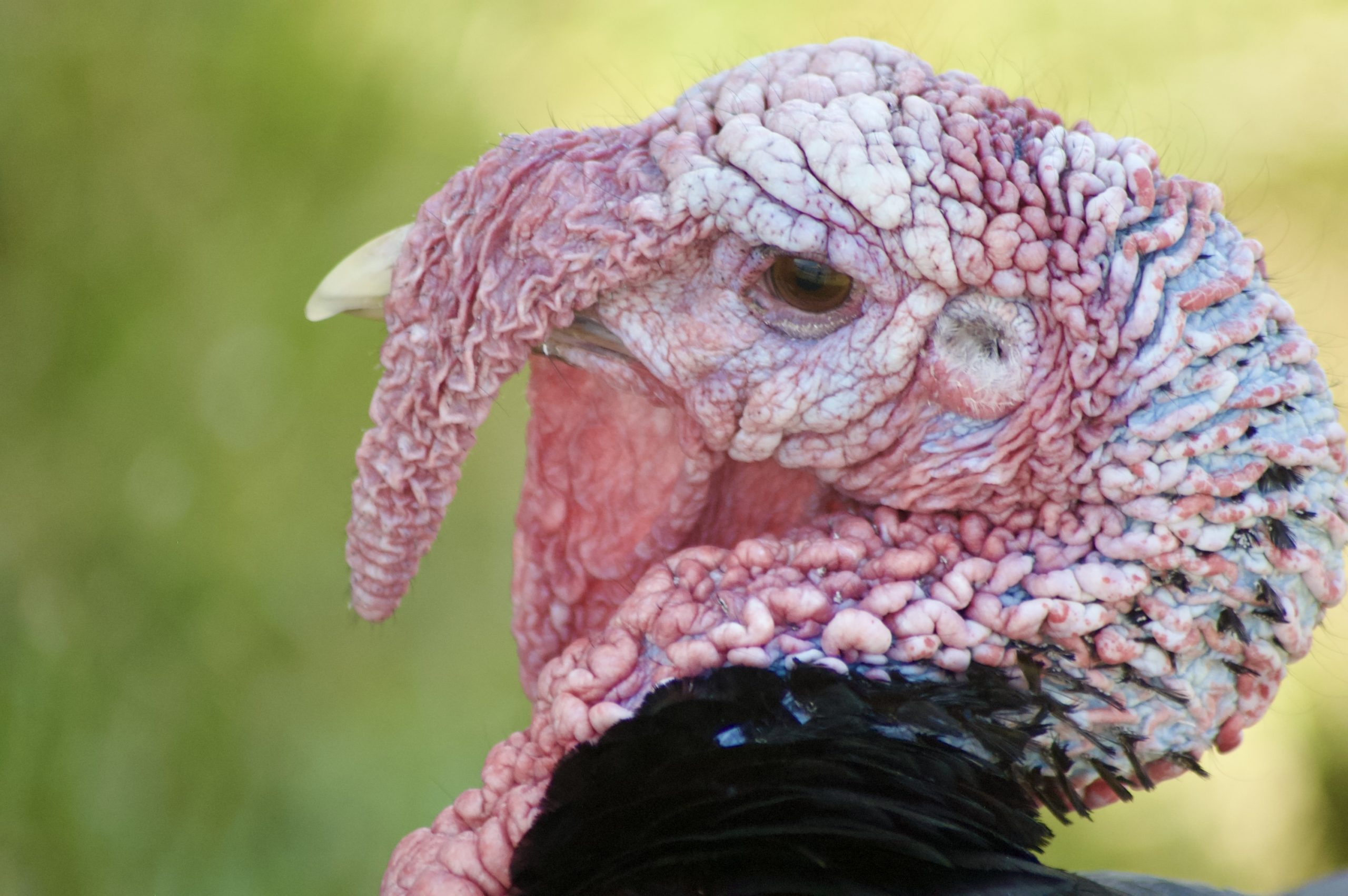 Domestic Turkey