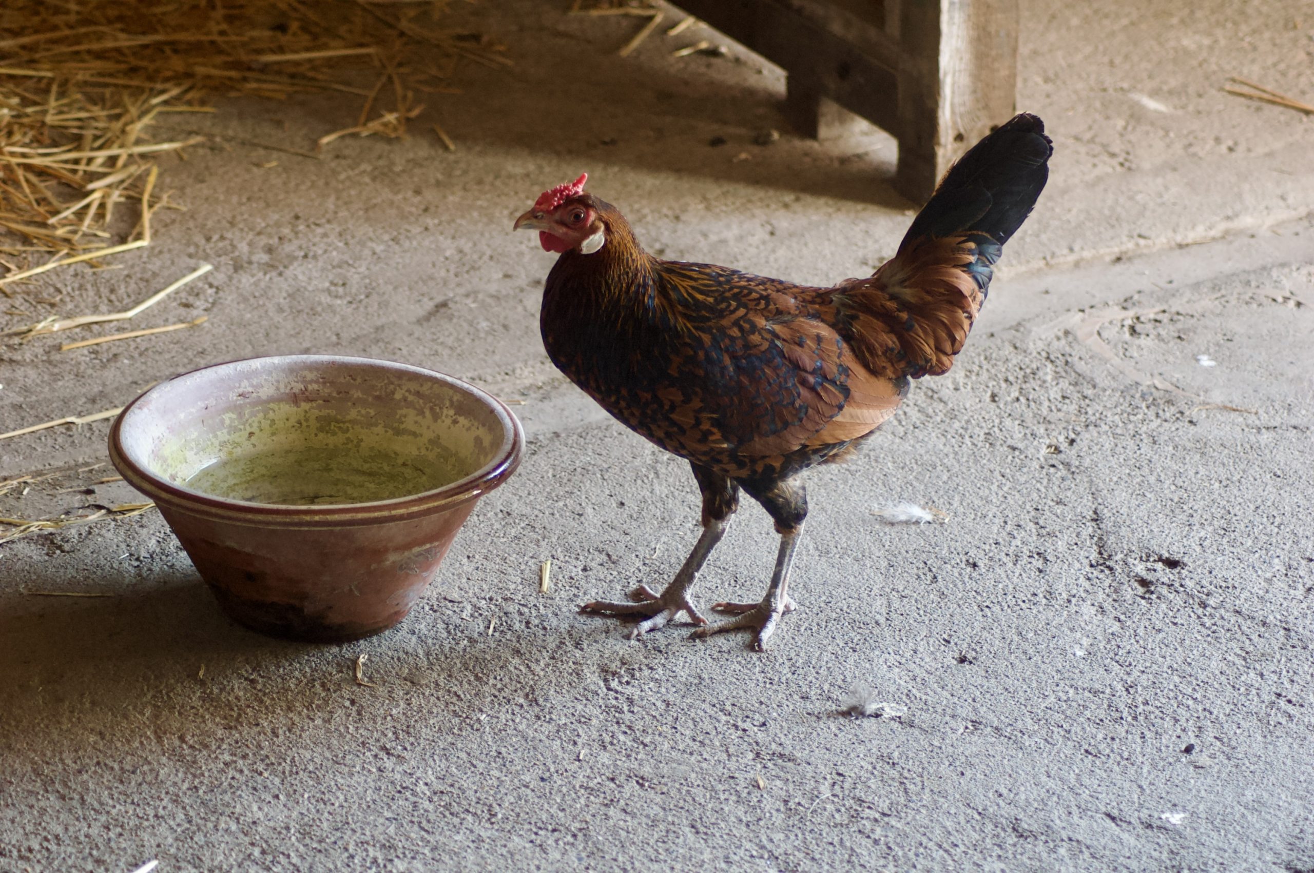 Old English Pheasant Fowl