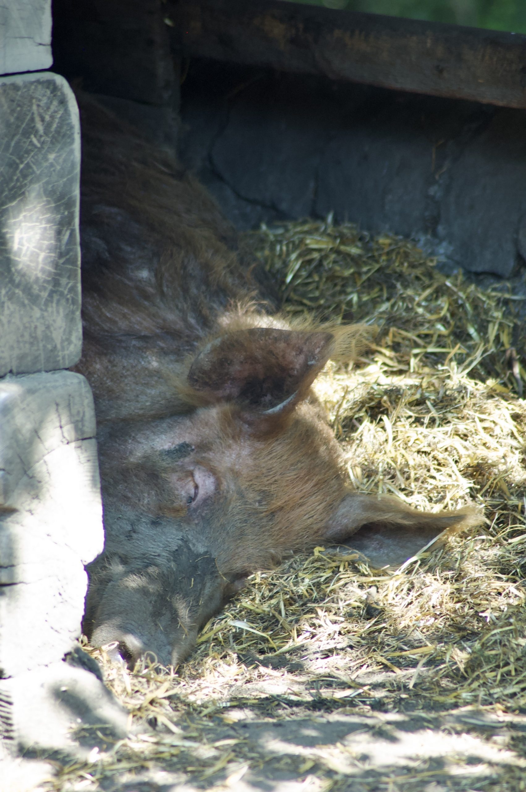 Tamworth Pig