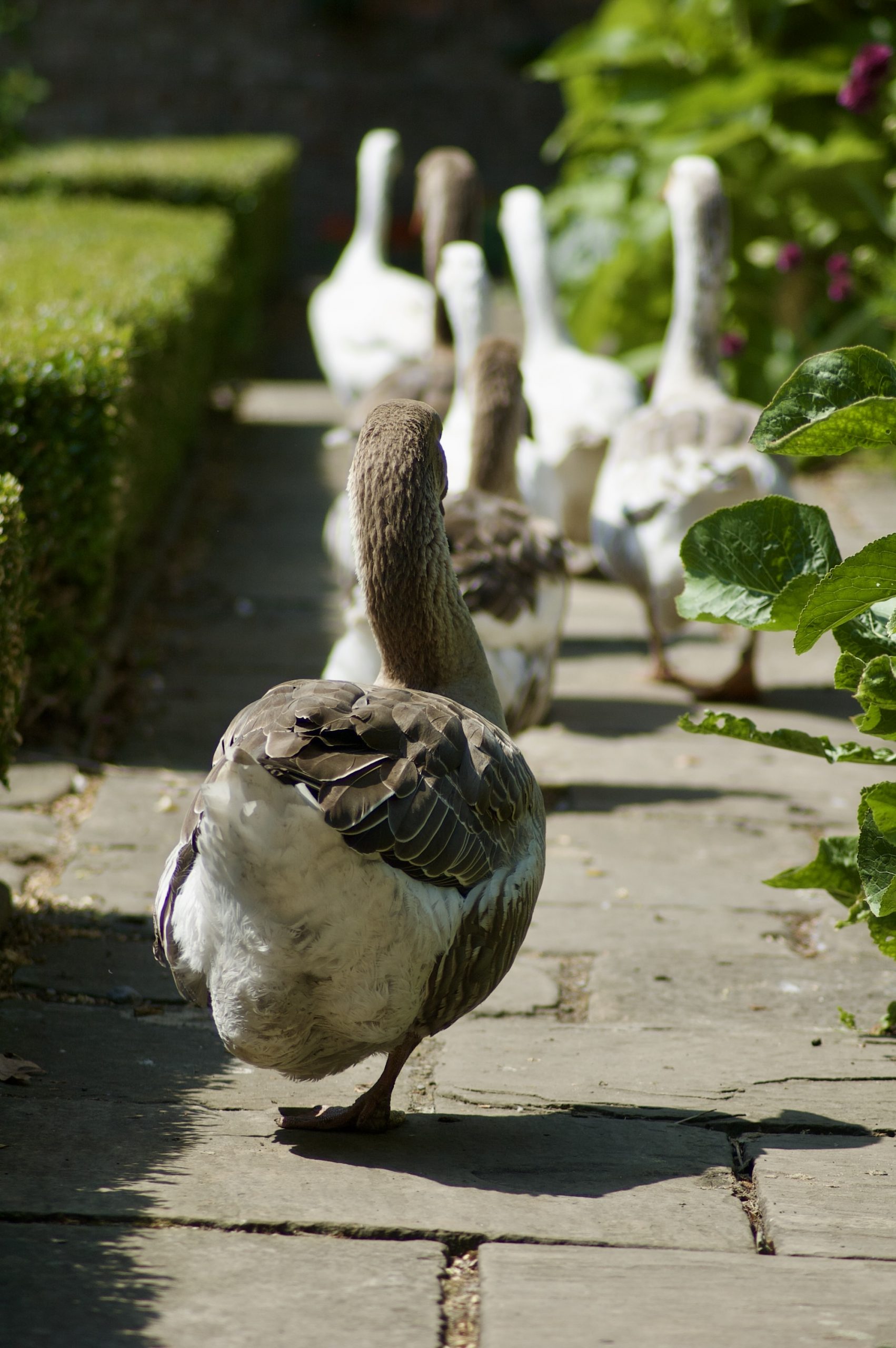 Pockerley Geese