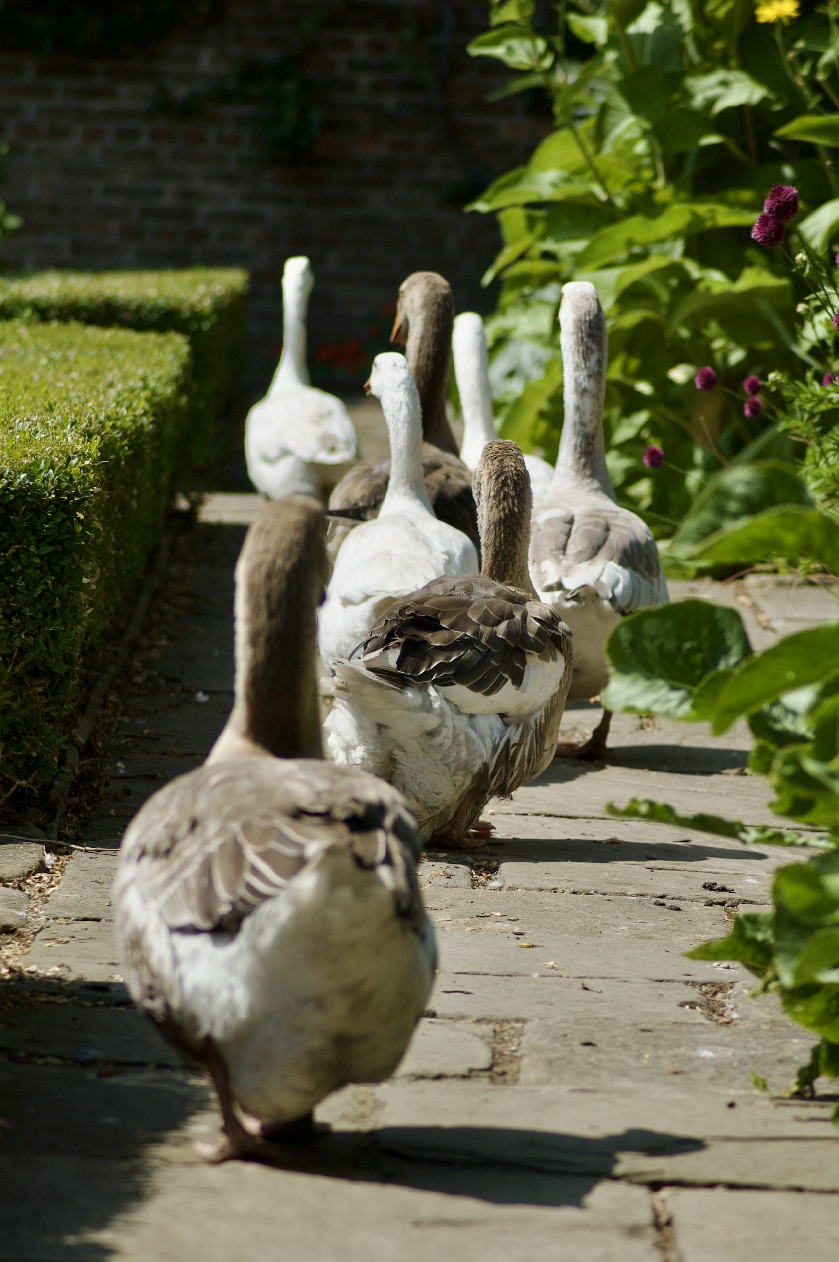 Pockerley Geese