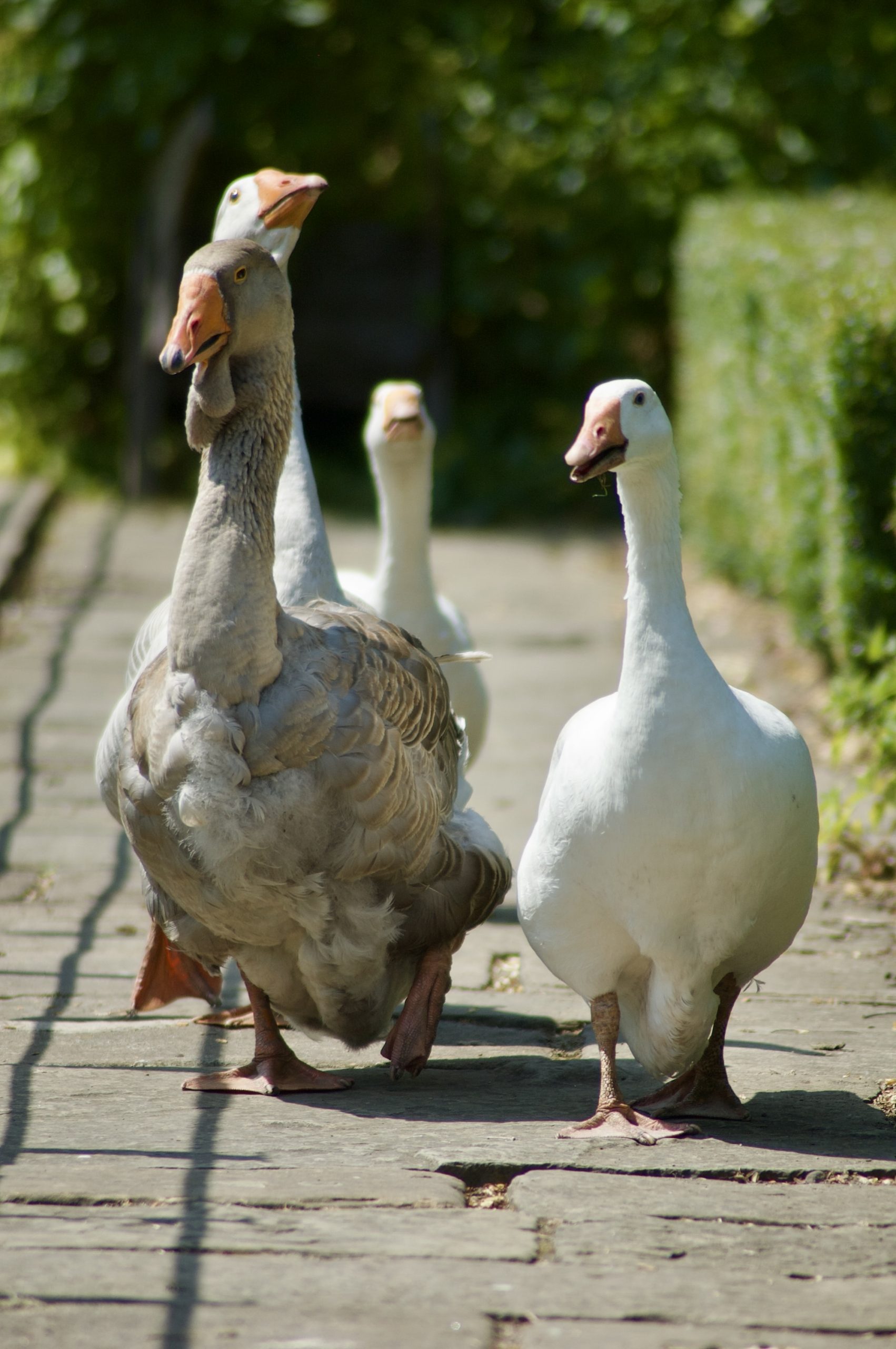 Pockerley Geese
