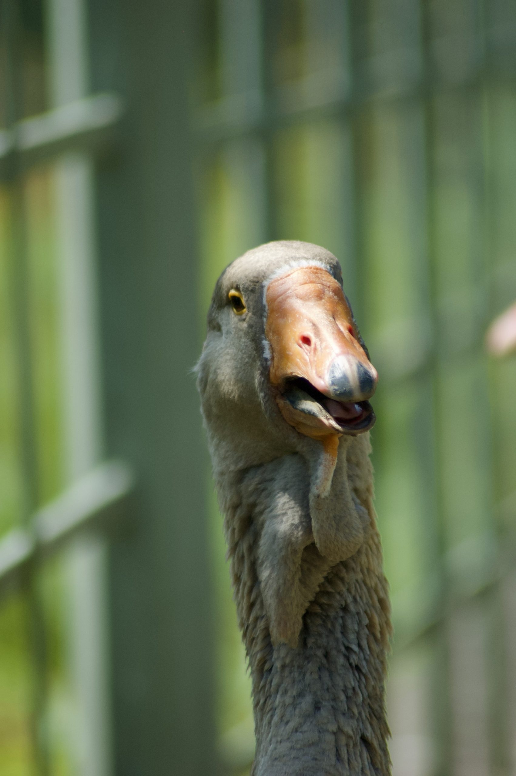 Pockerley Goose