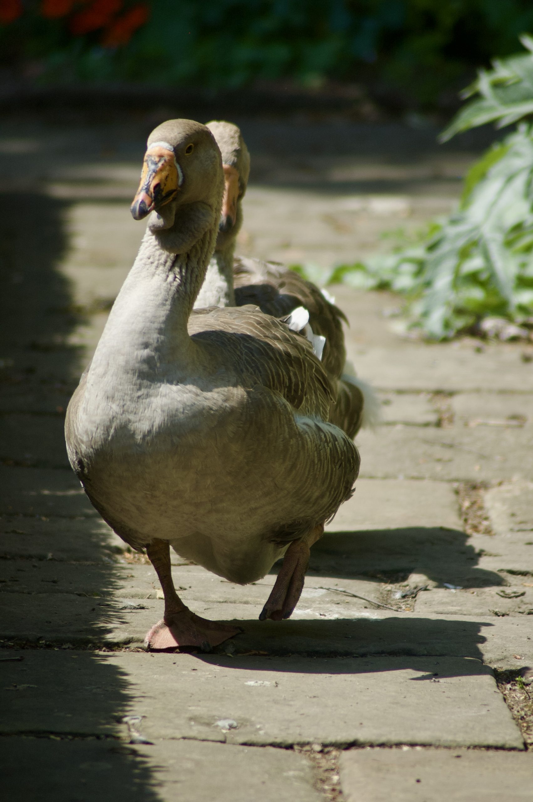 Pockerley Geese