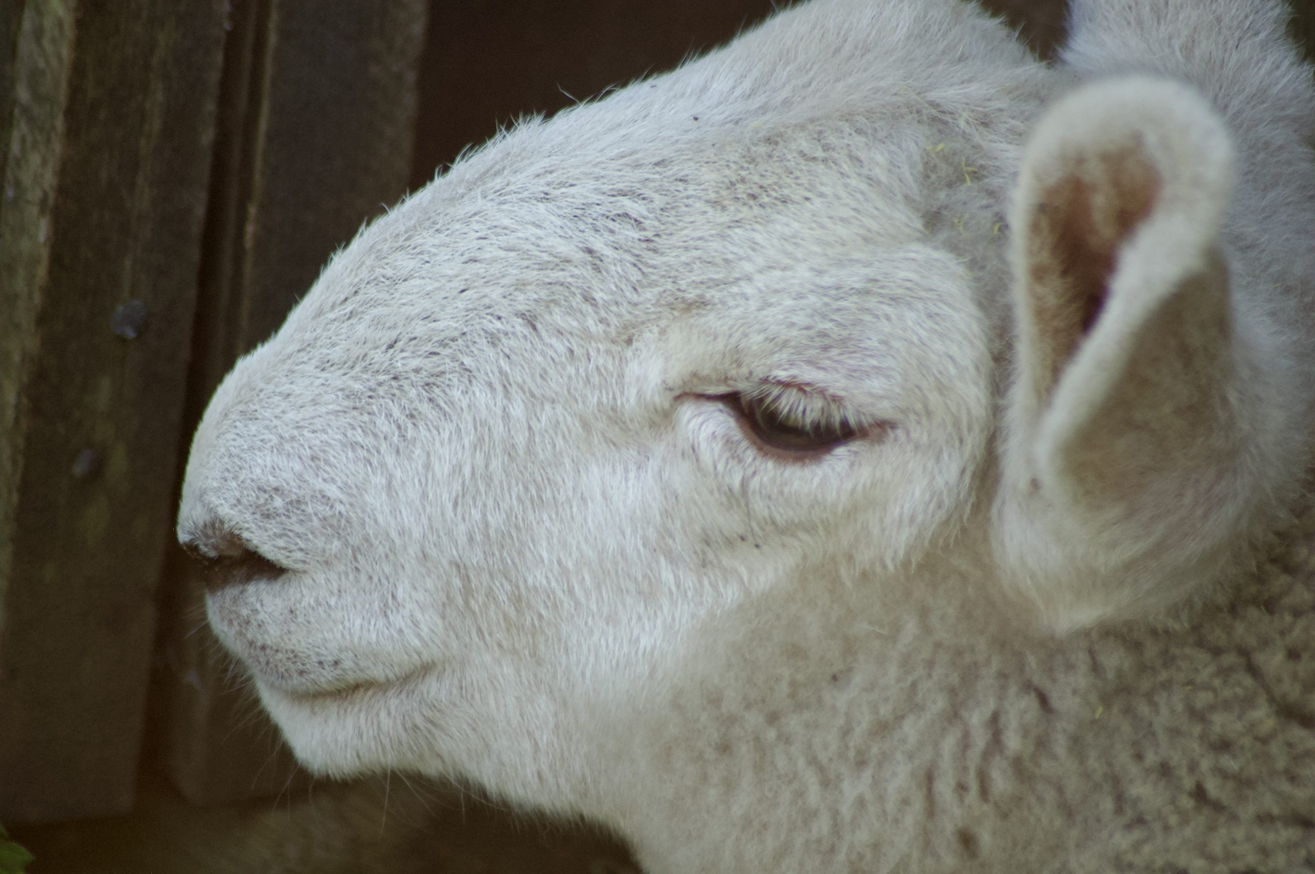 Texel Lamb