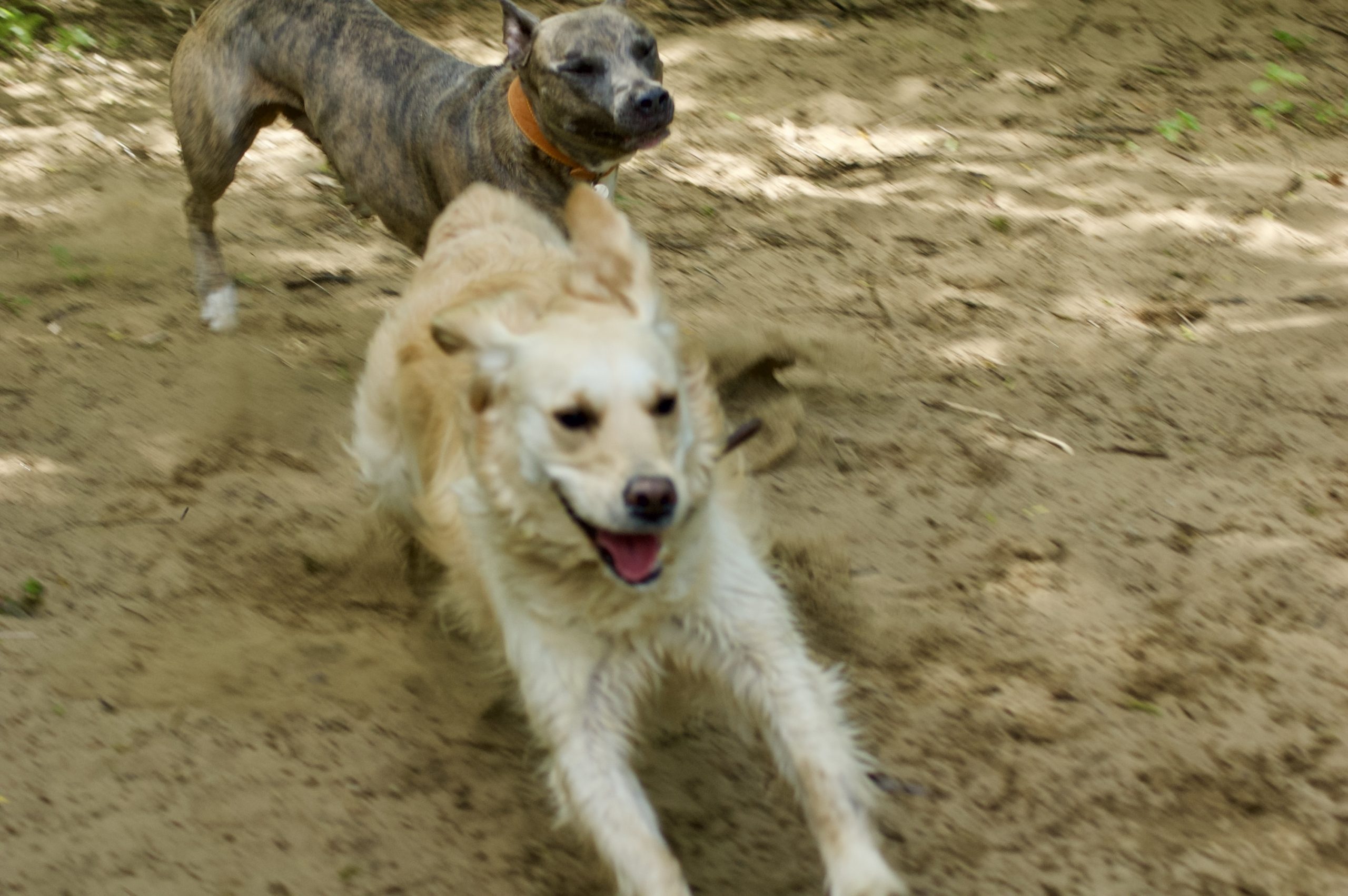 Dashing Dogs
