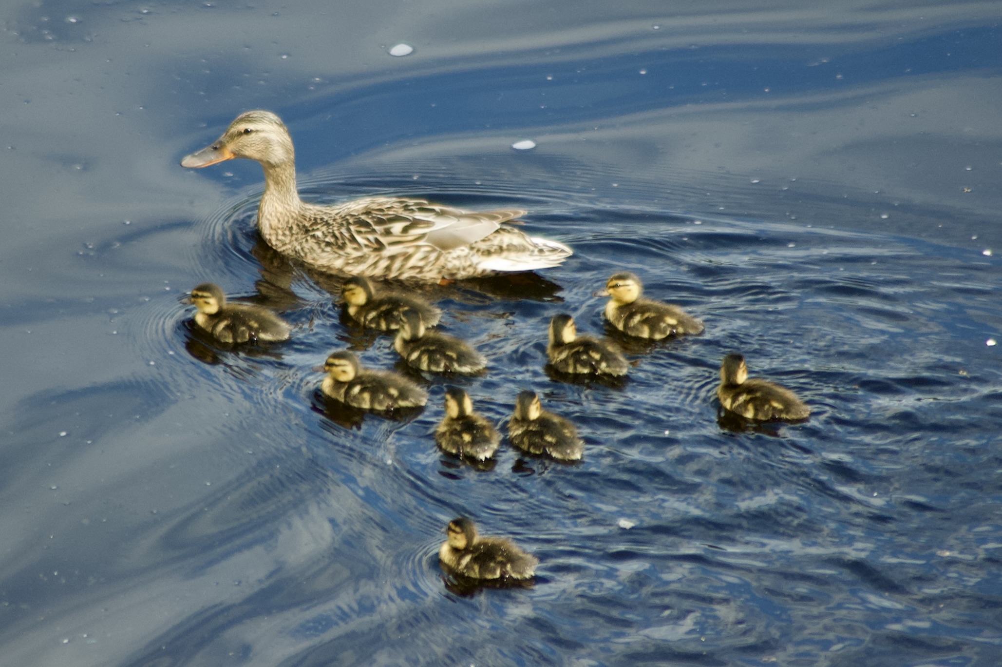 Duck Family