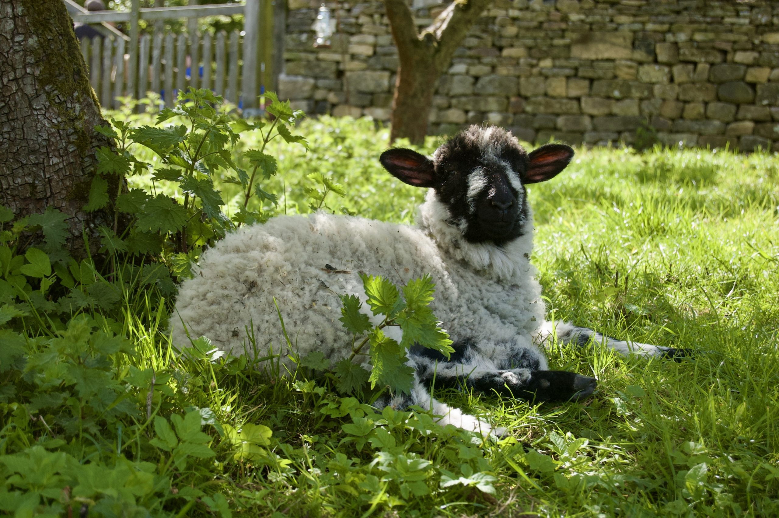 Beamish Lamb