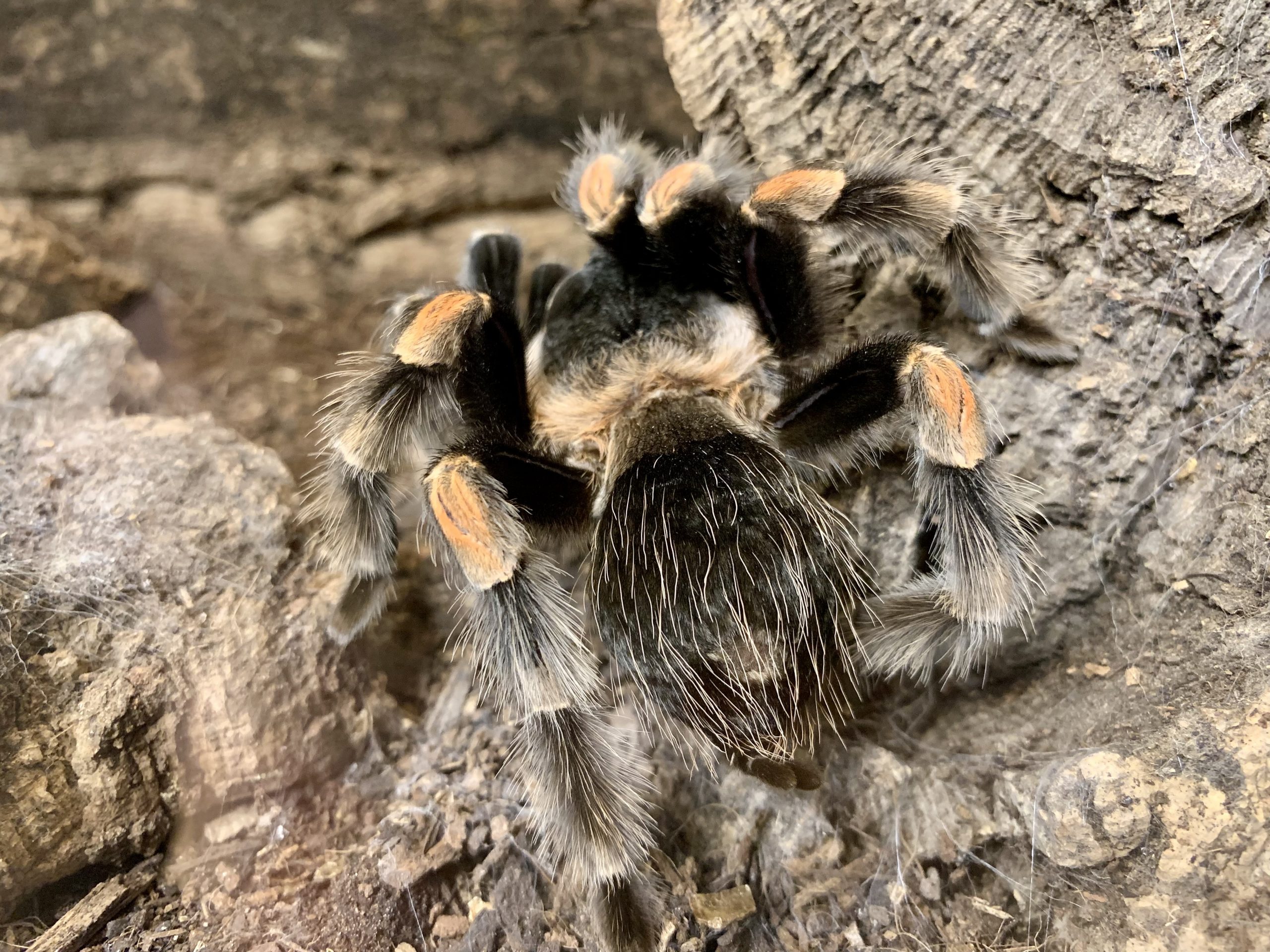 Mexican redknee tarantula