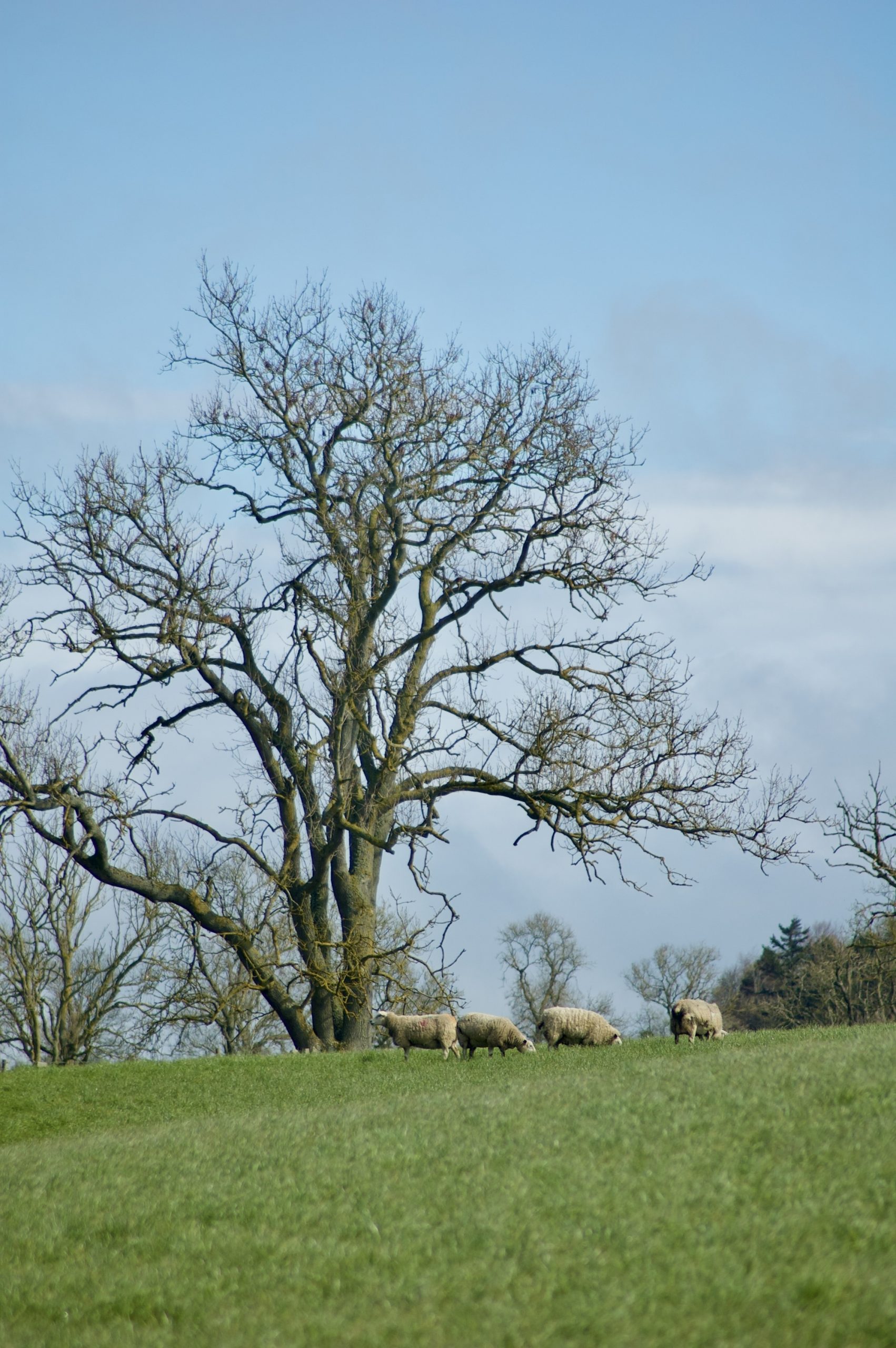 Sheep with Tree