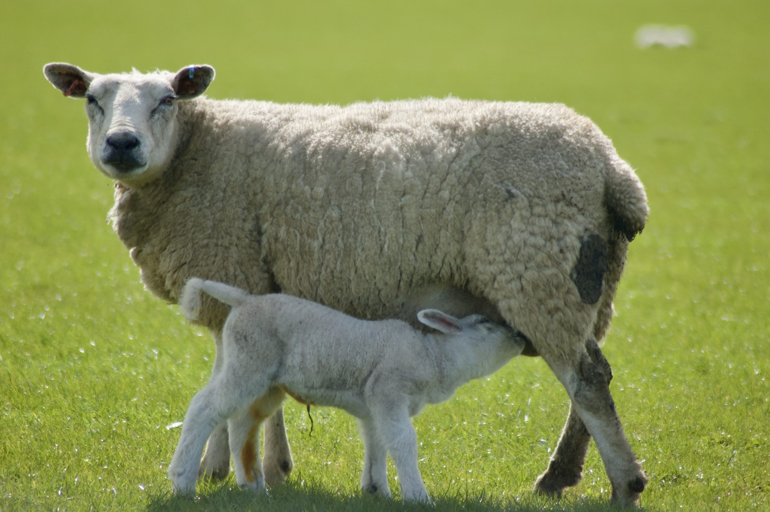 Ewe with Lamb