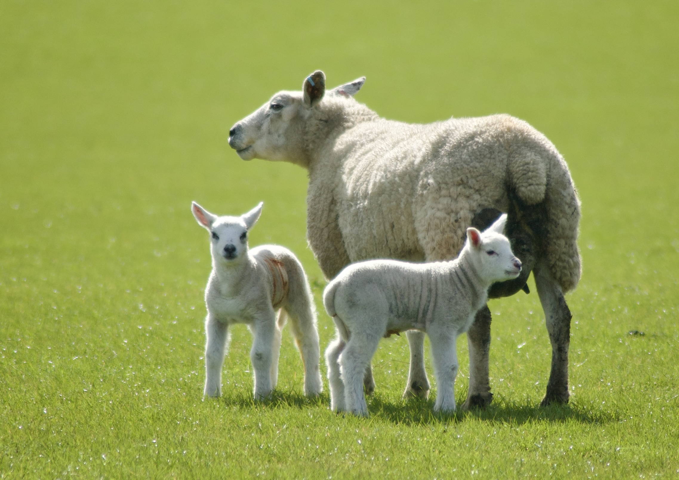 Ewe with Lambs