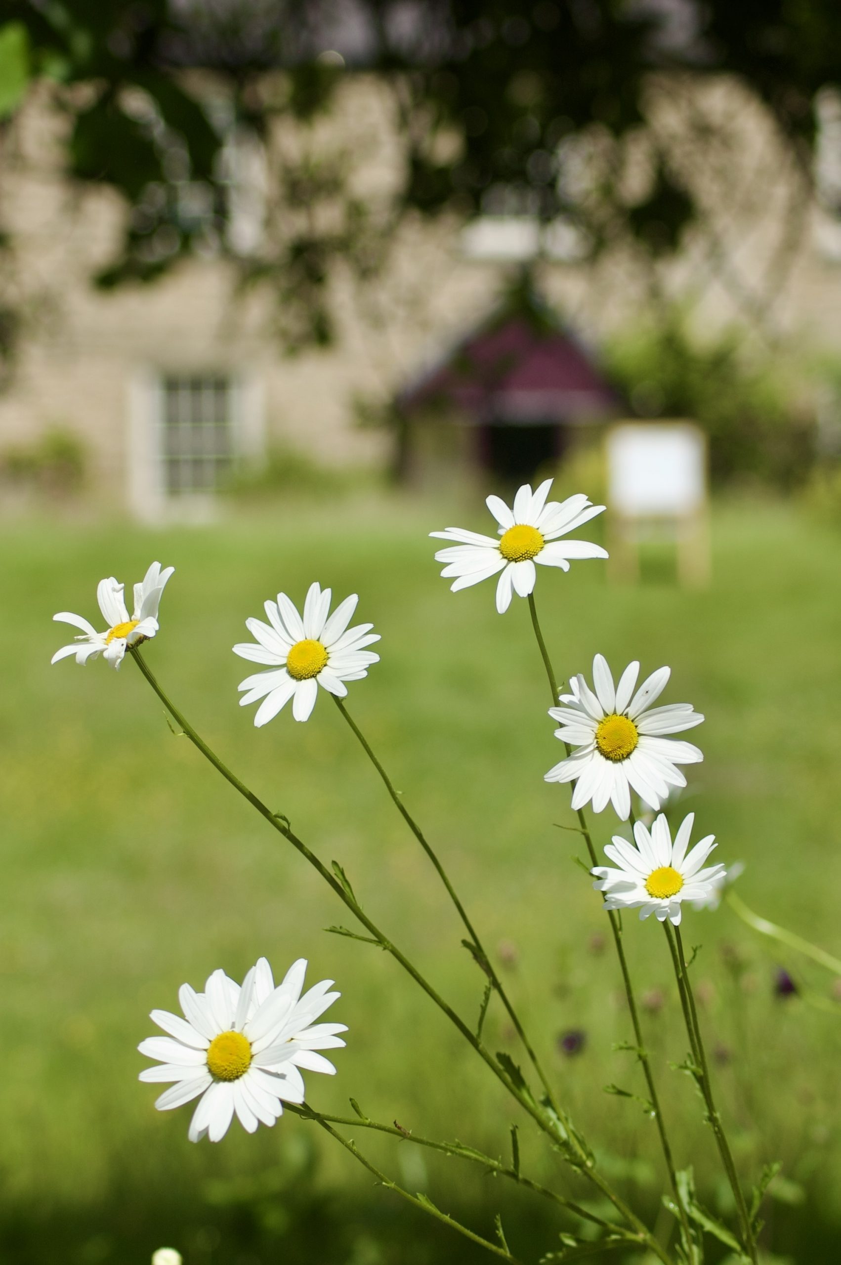 Cherryburn Dasies