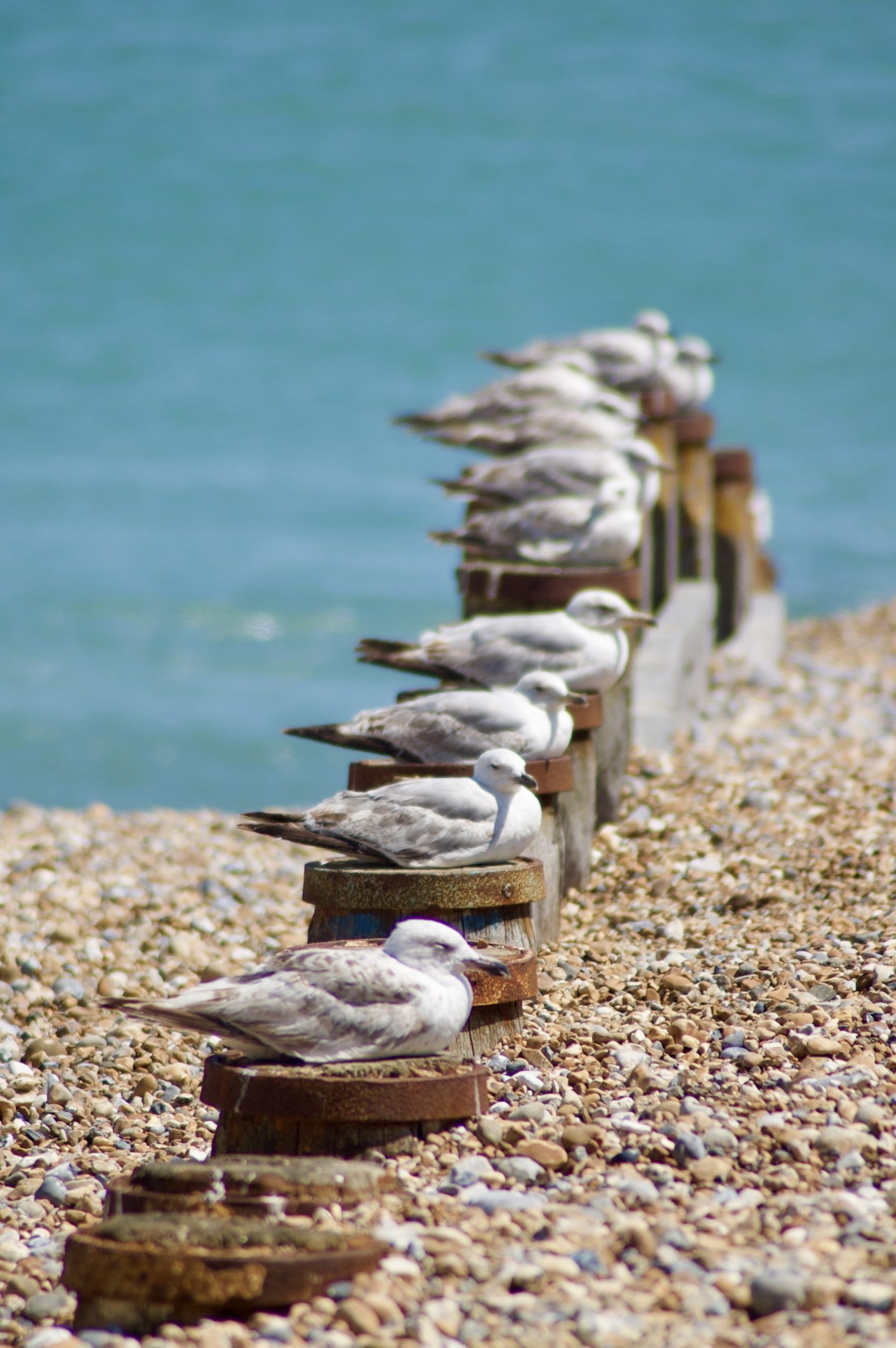 Gulls in a Row