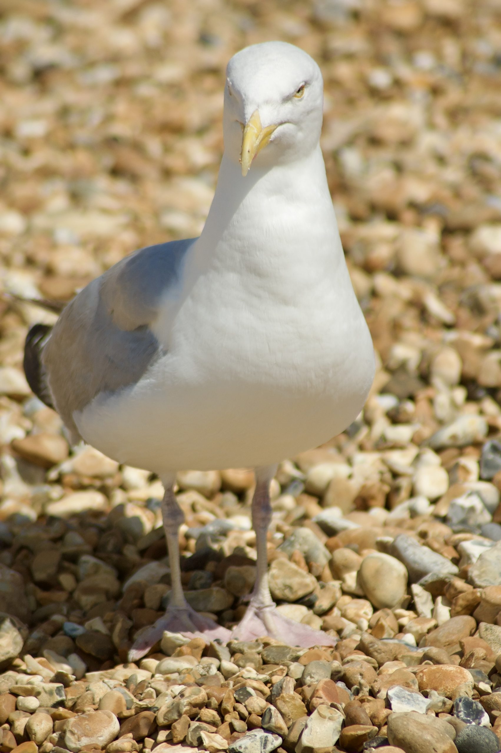 Herring Gull