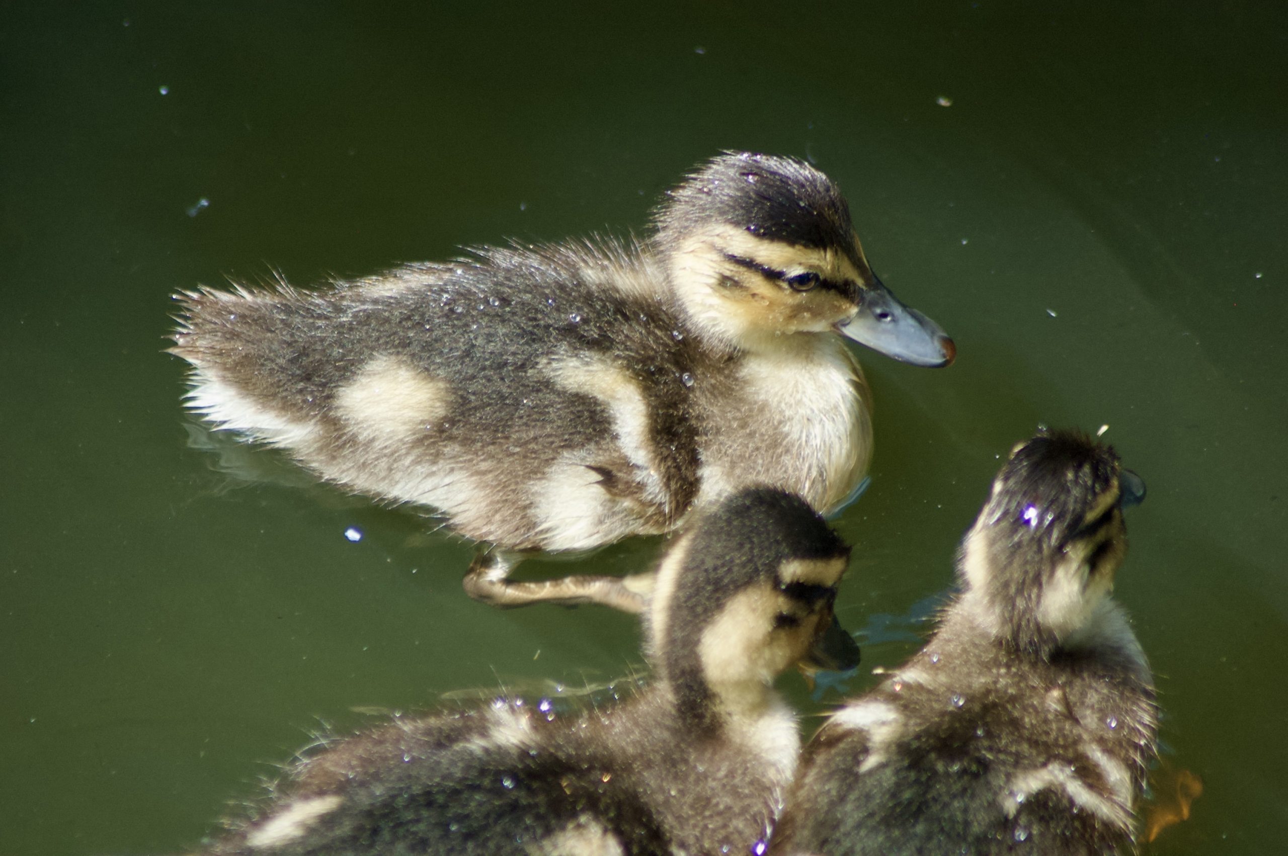 Duckings