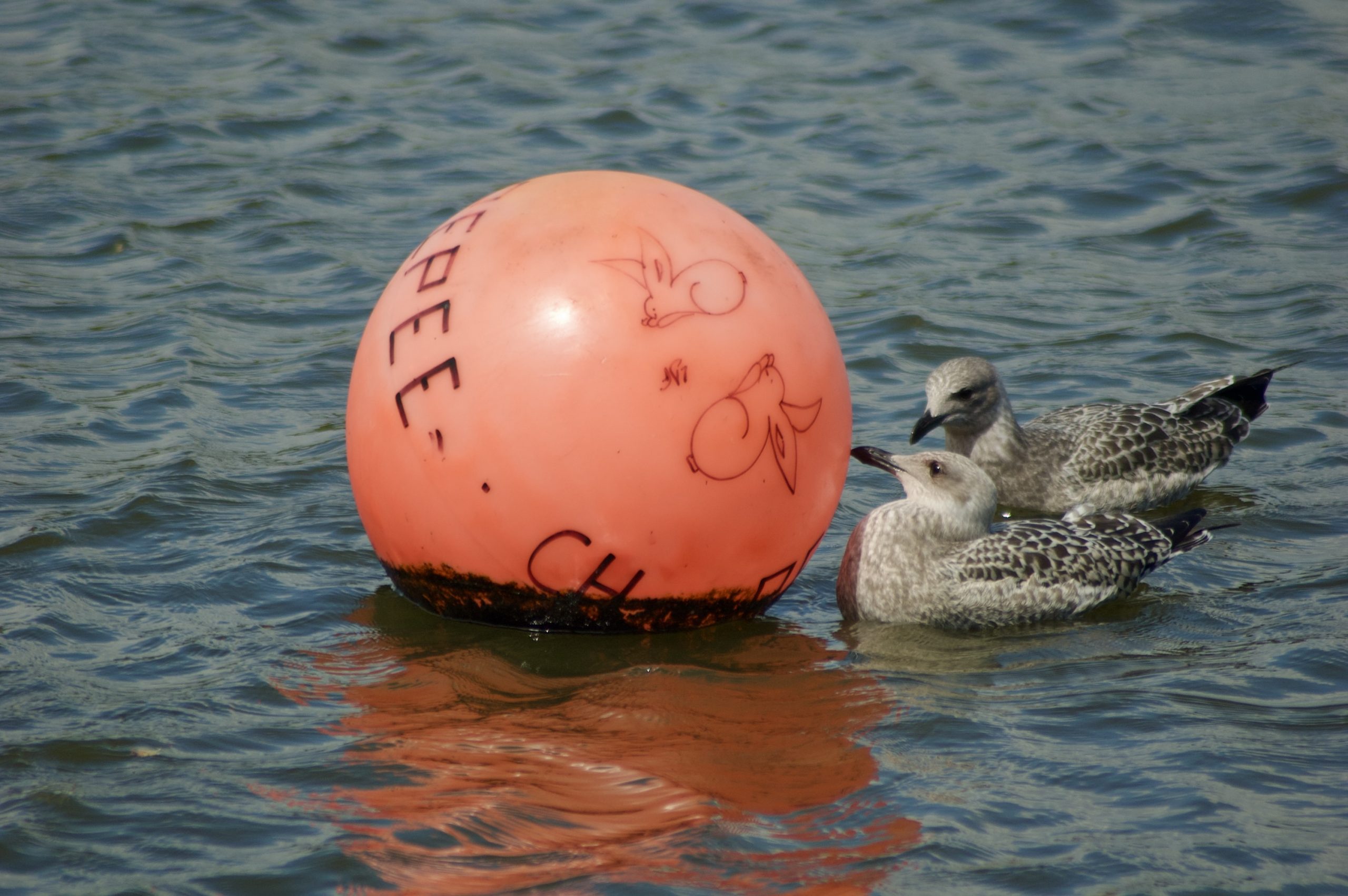 Herring Gulls