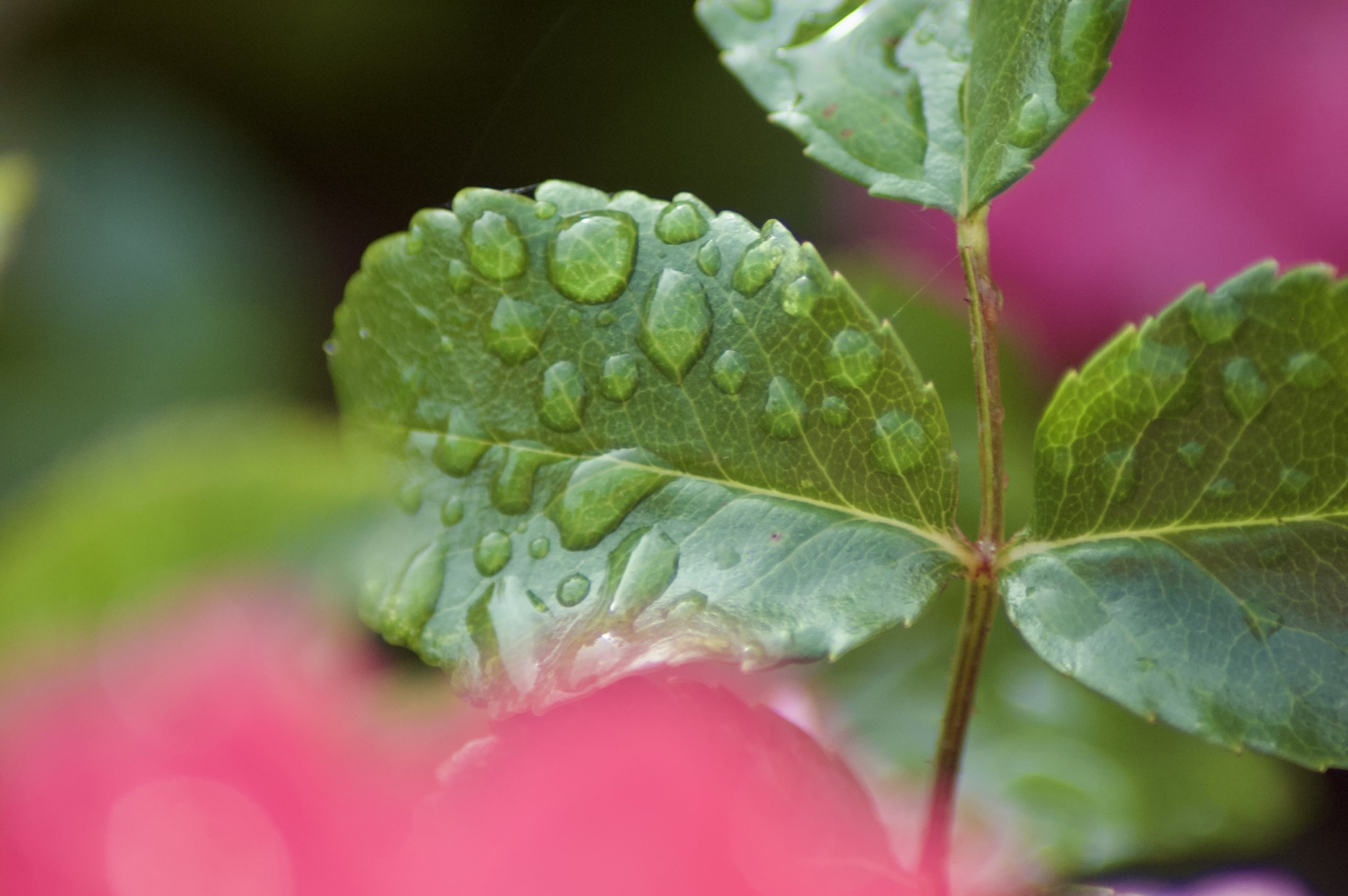 Raindrops on Roses