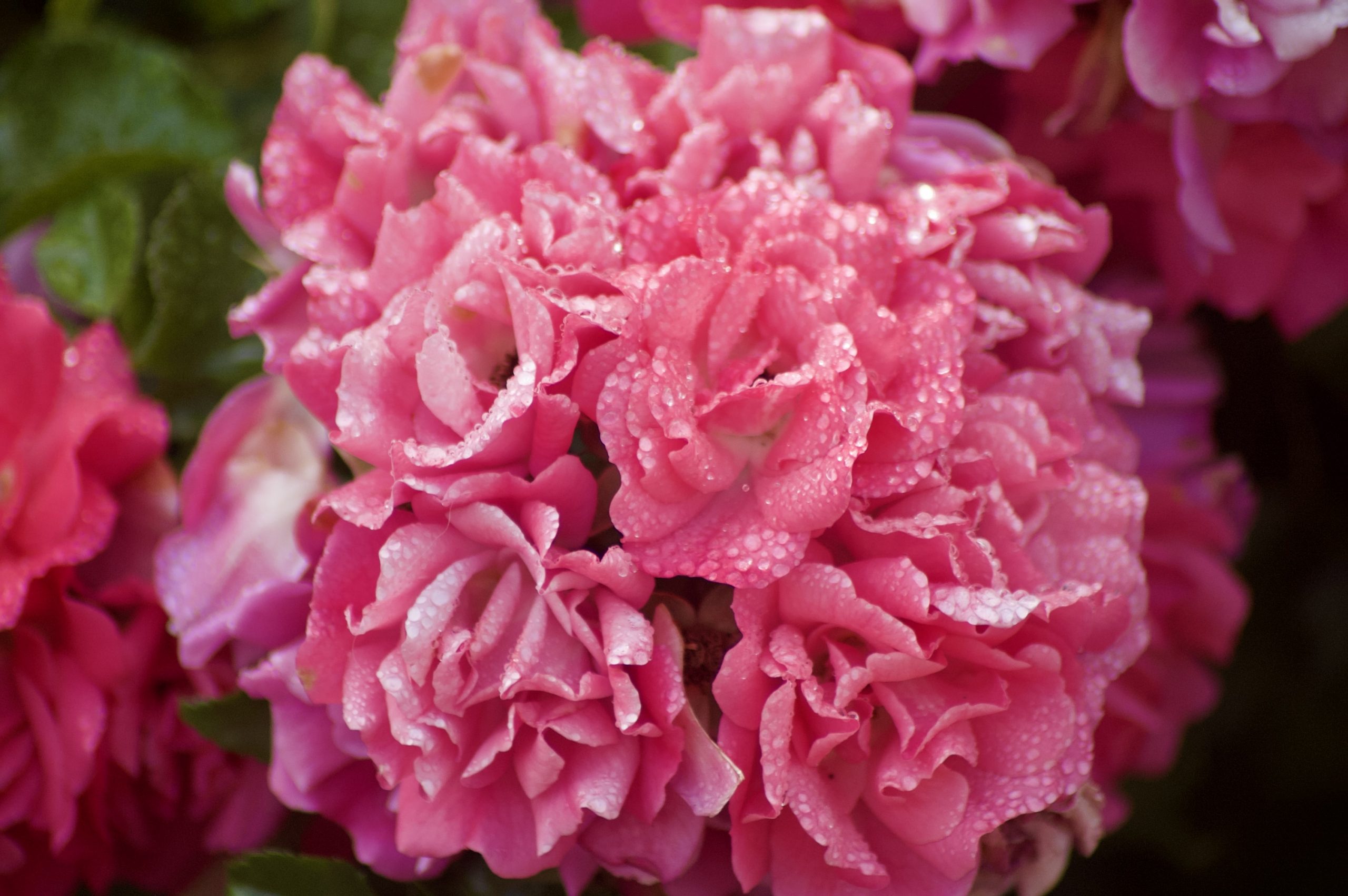 Raindrops on Roses