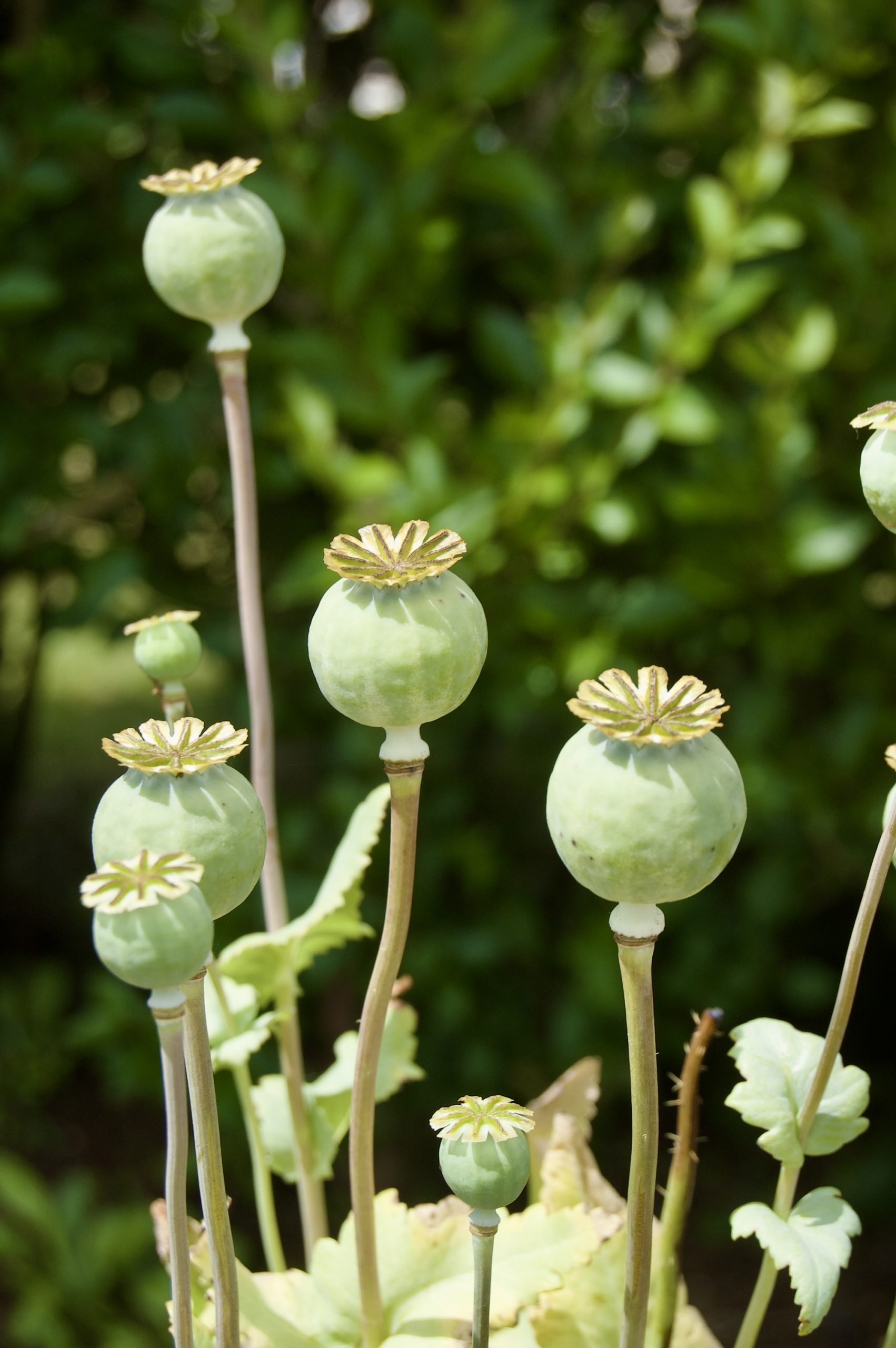 Poppy Heads