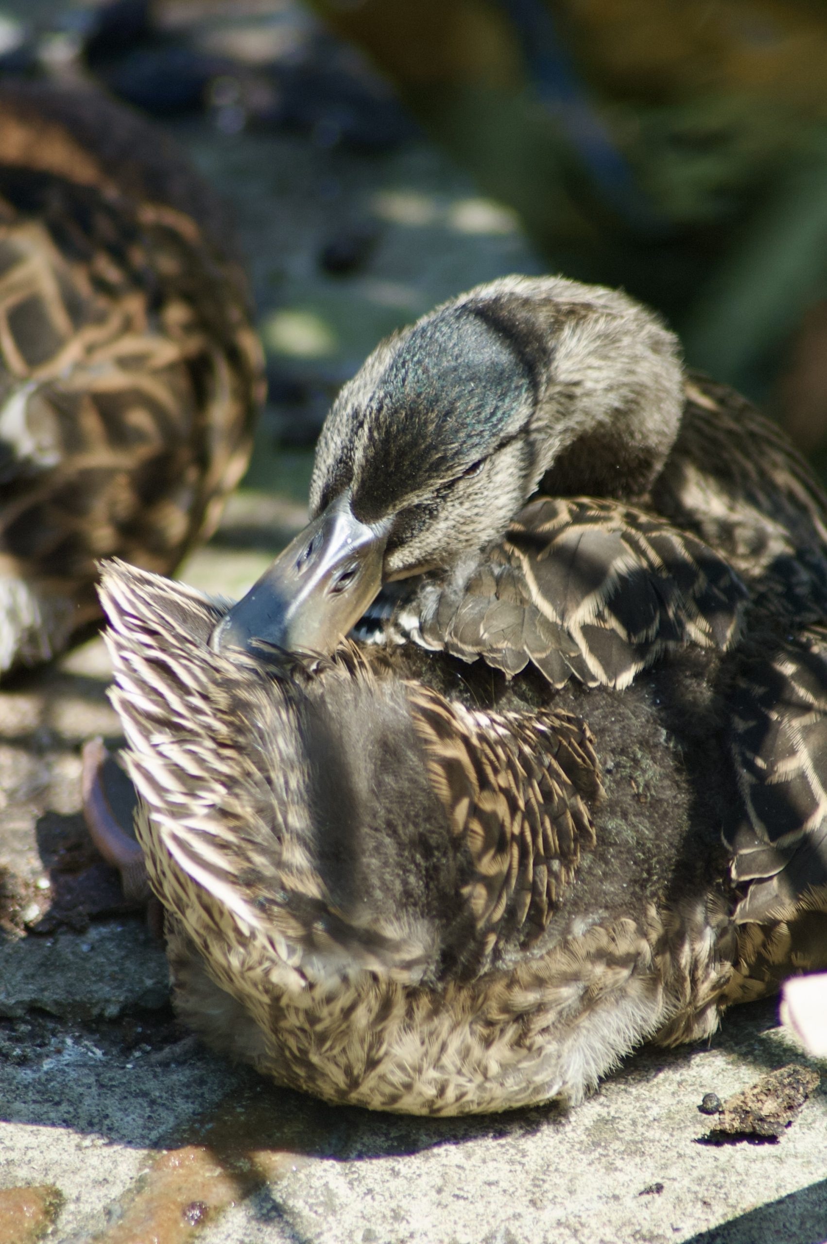 Mallard