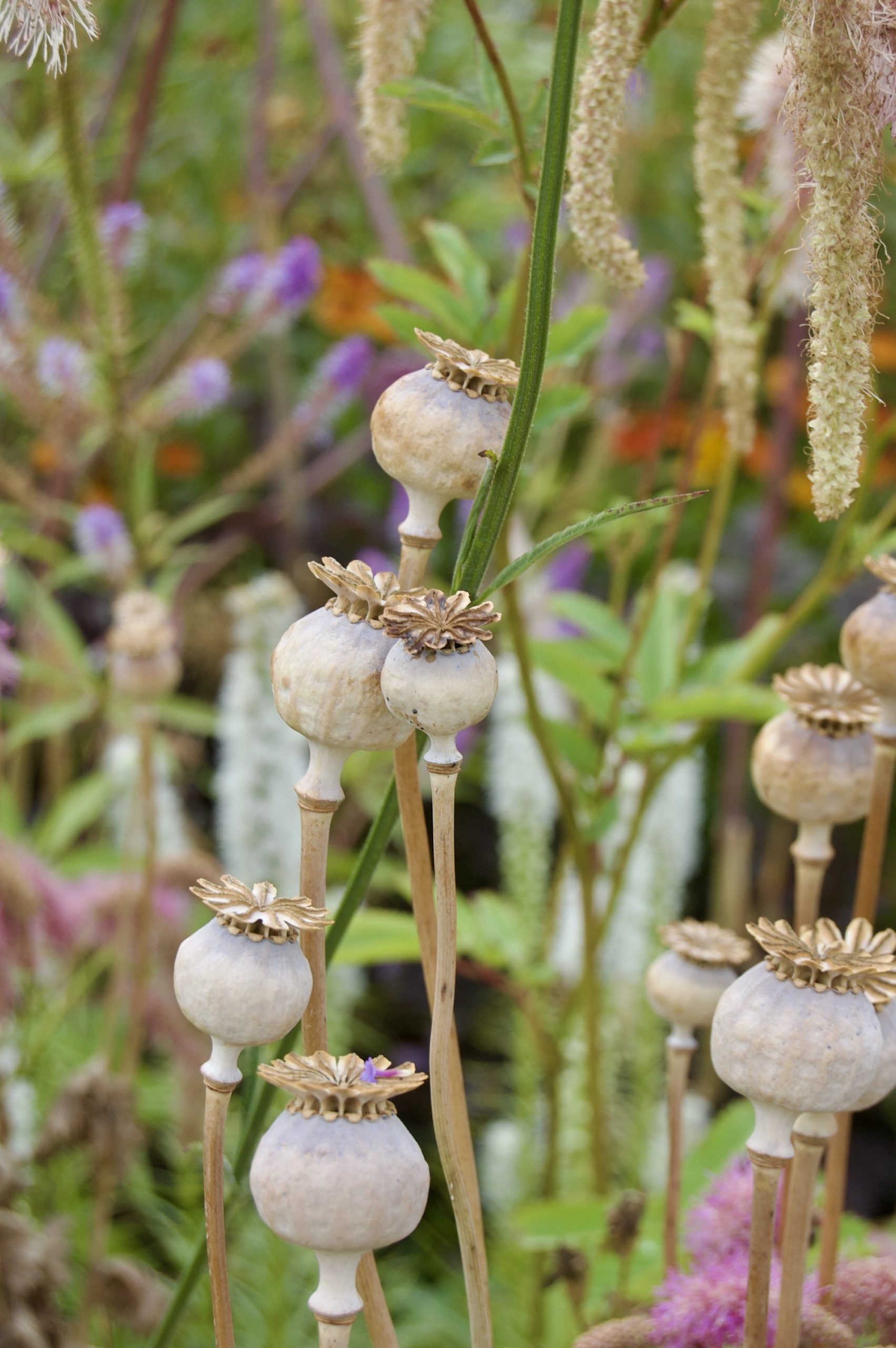 Poppy Heads
