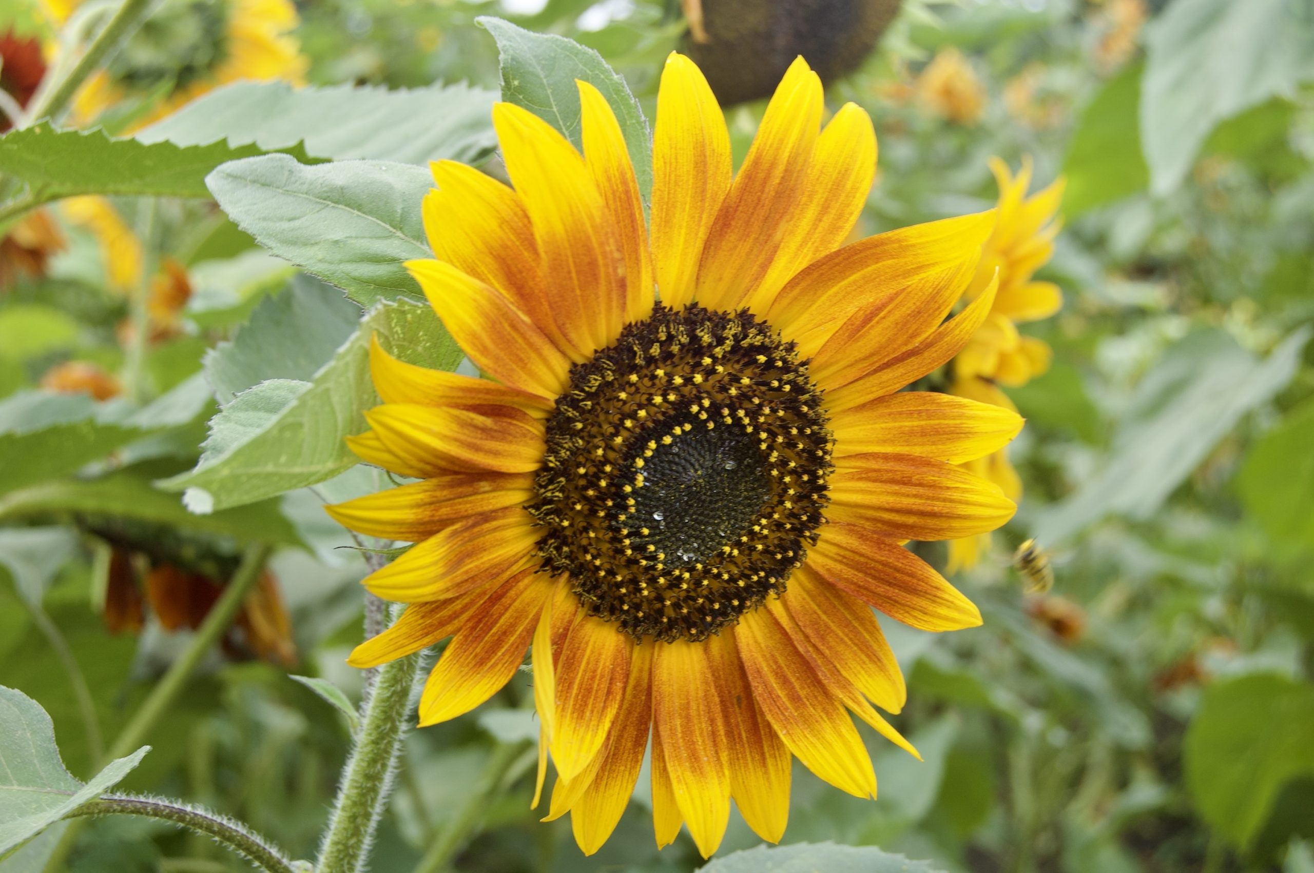 Sunflower