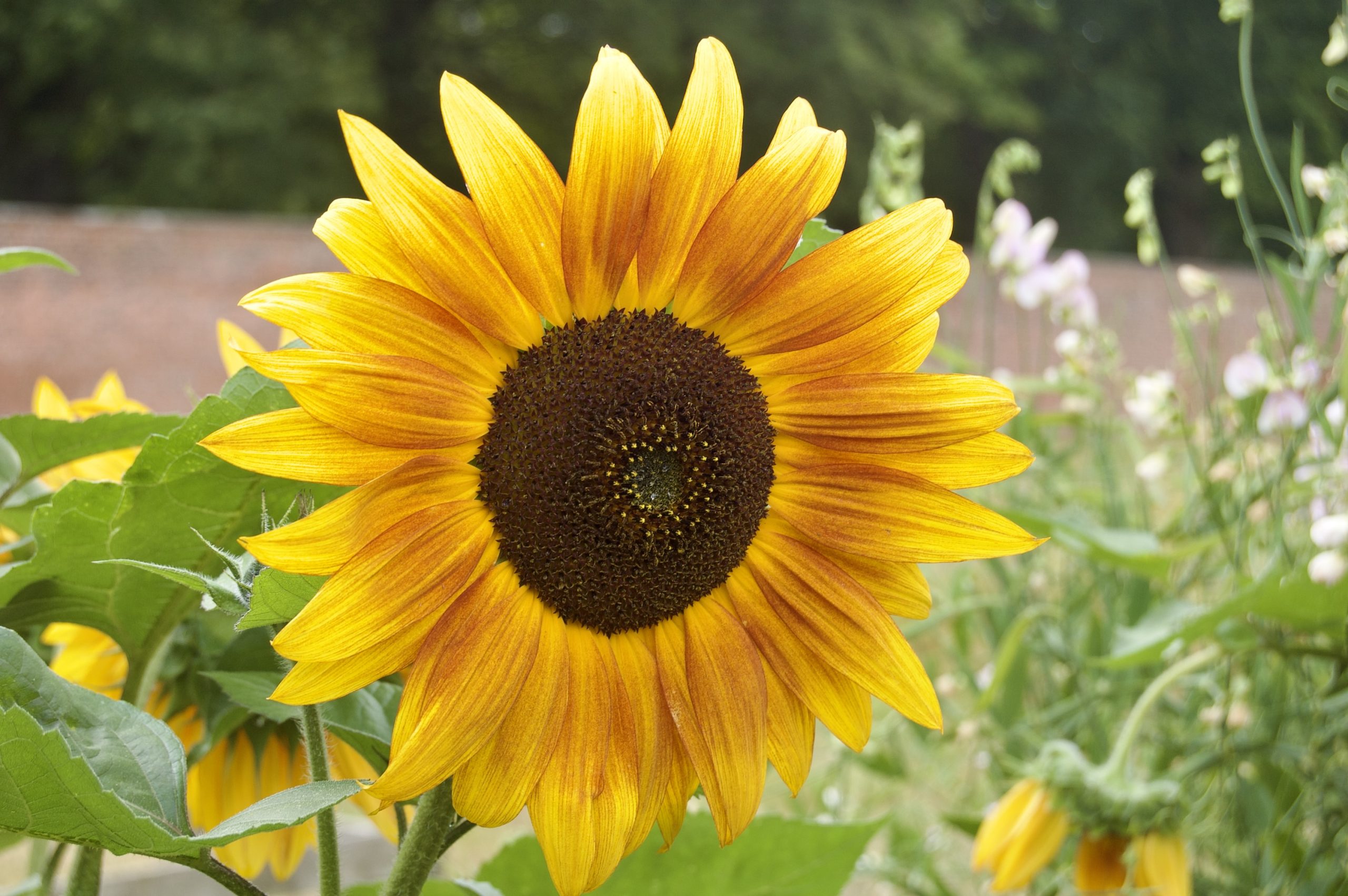 Sunflower