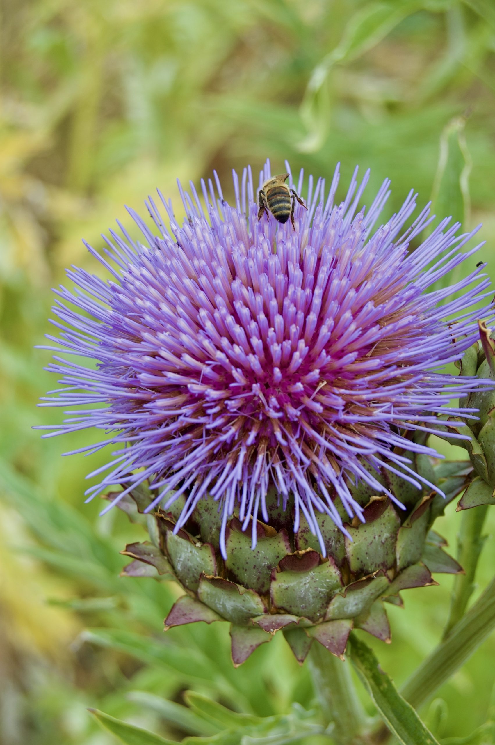 Cardoon