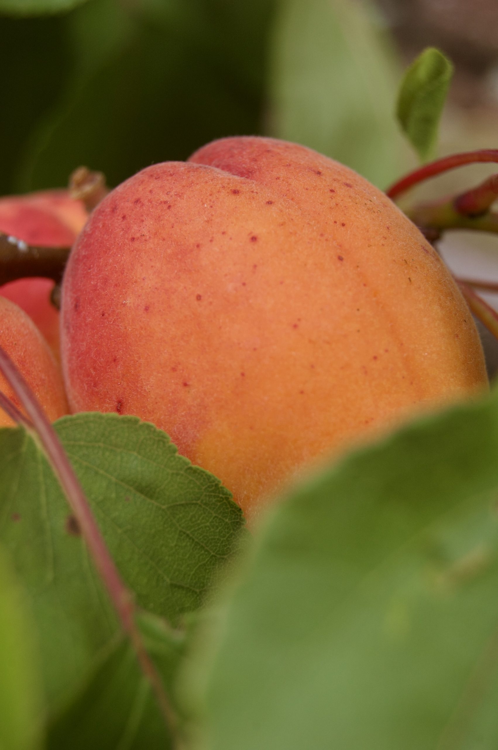 Apricots