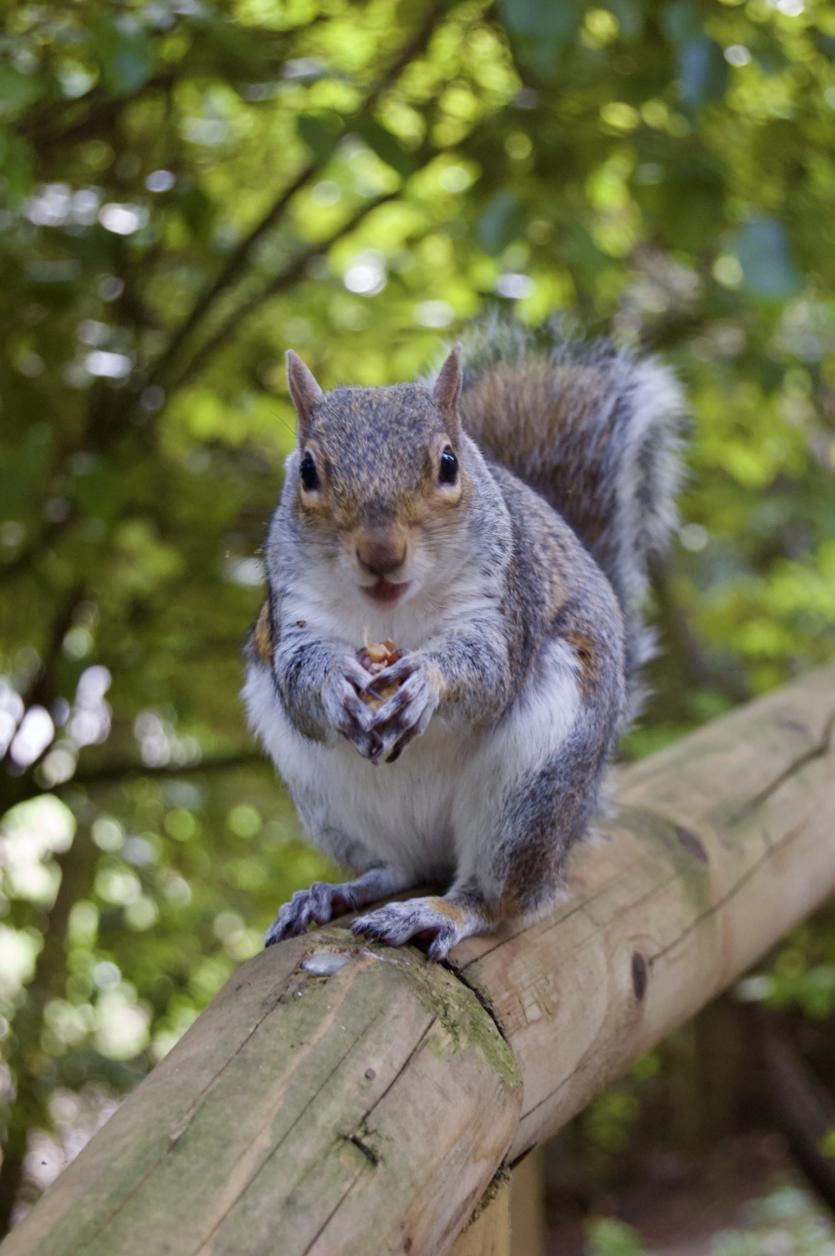 Peasholm Squirrel