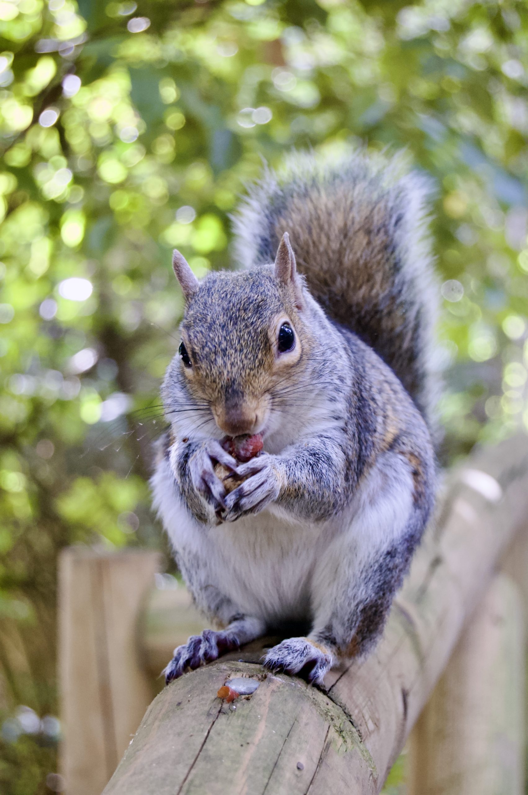 Peasholm Squirrel
